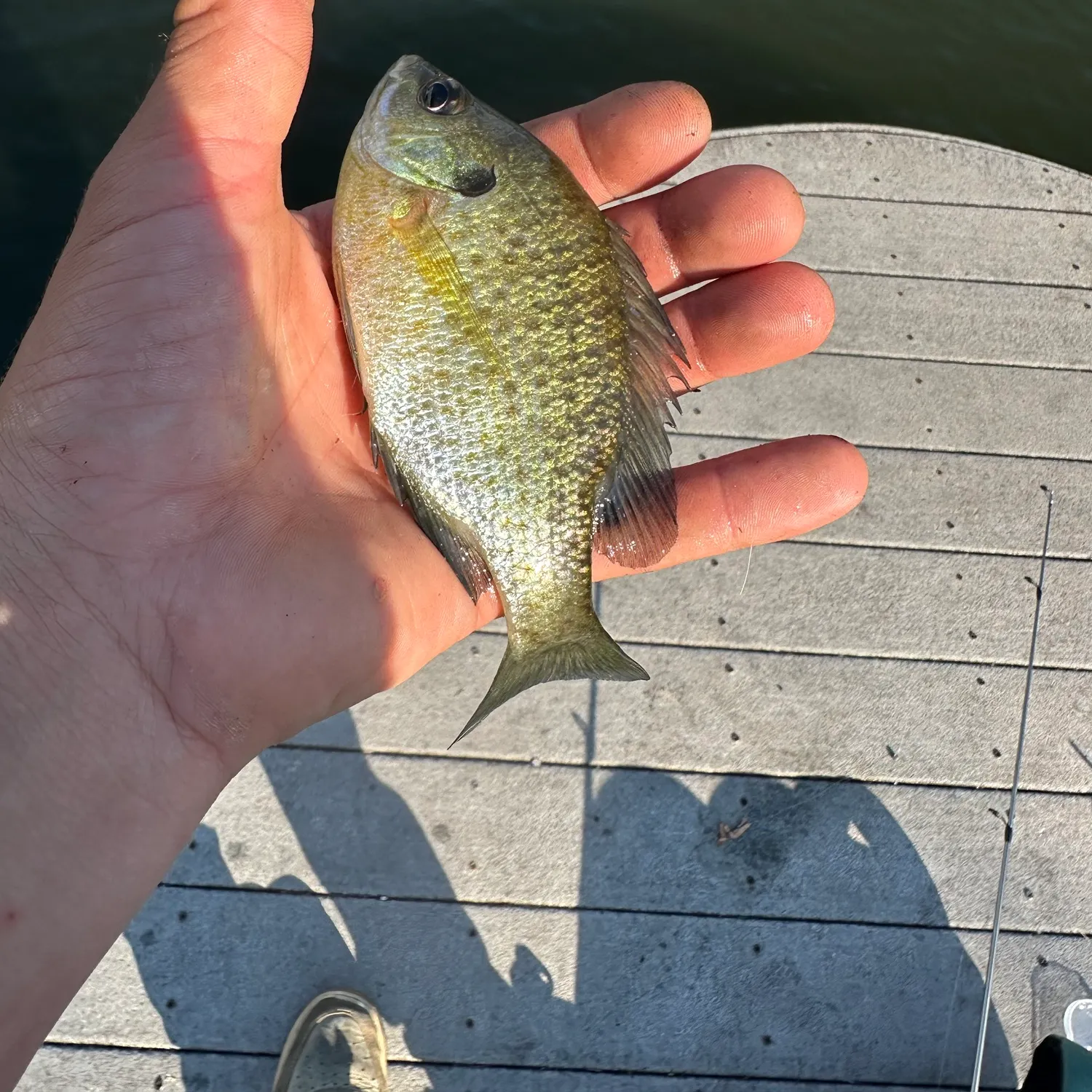Bluegill caught on Fishbrain