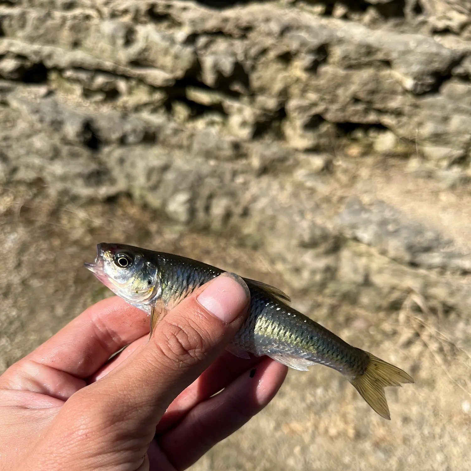 Striped shiner caught on Fishbrain