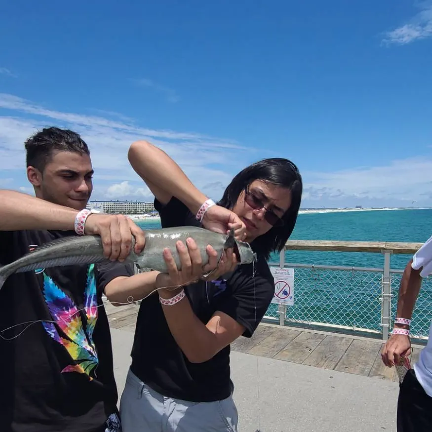 The most recent Marlin sucker catches on Fishbrain
