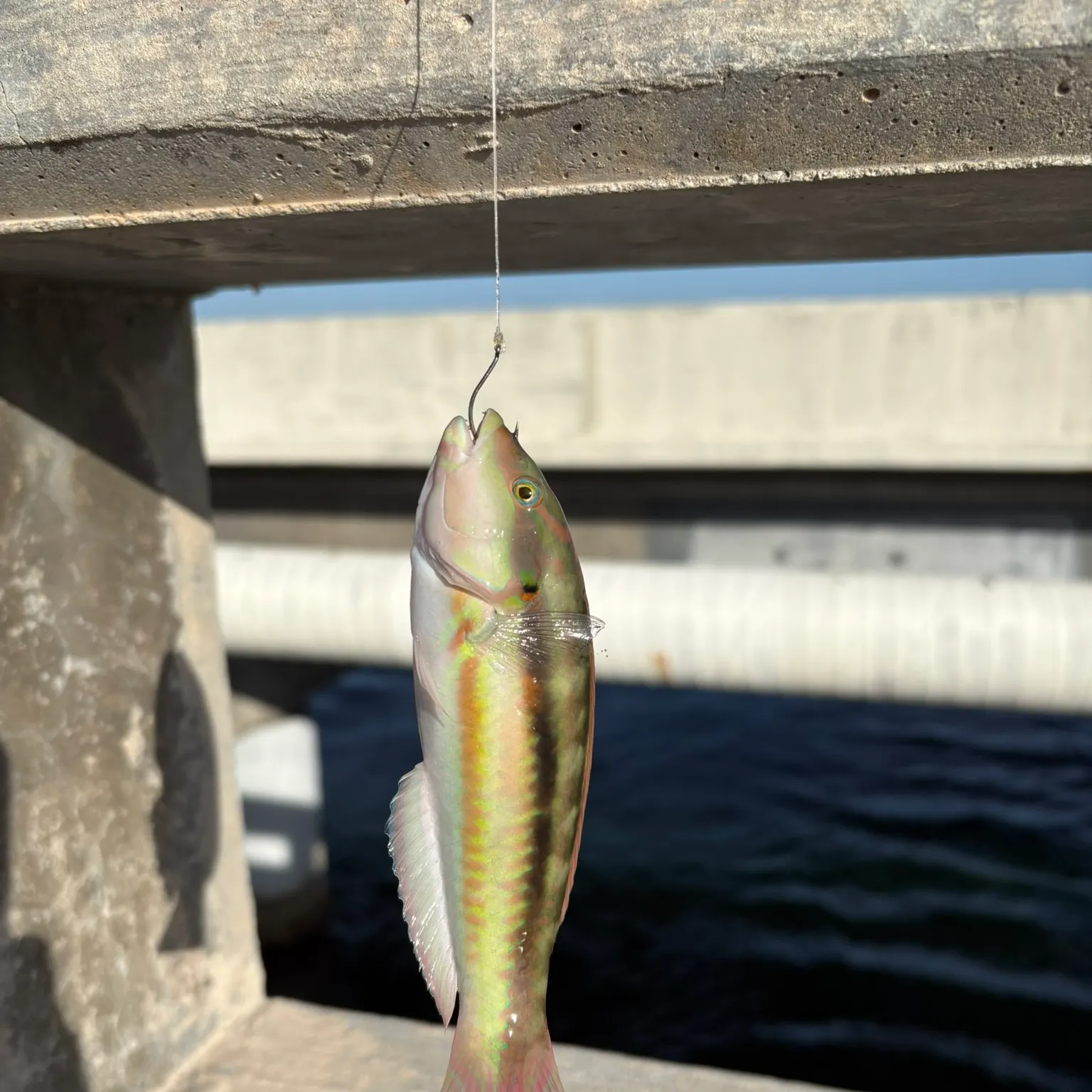 The most recent Slippery dick wrasse catches on Fishbrain