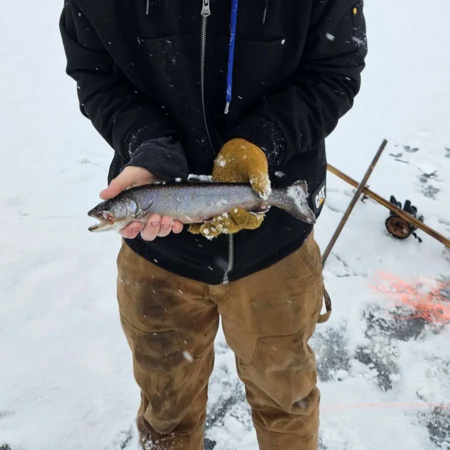 The most recent Lake char catches on Fishbrain