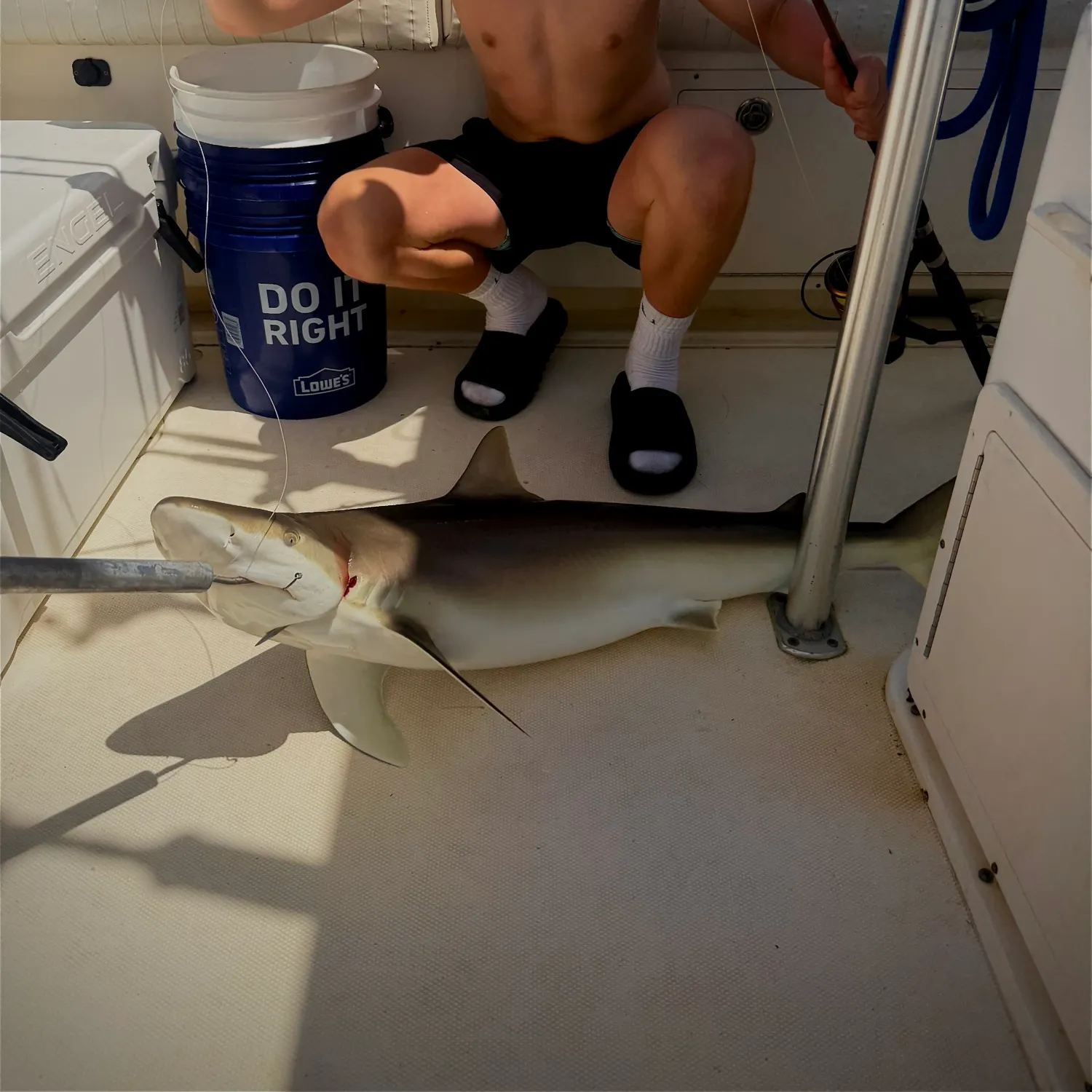 The most recent Caribbean reef shark catches on Fishbrain
