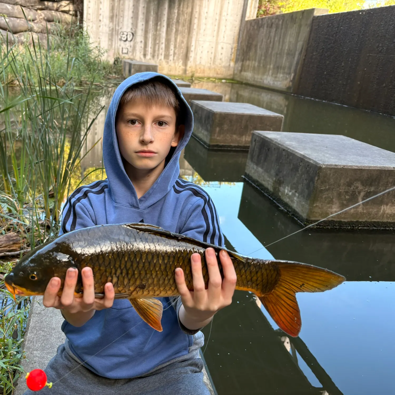 Common carp caught on Fishbrain