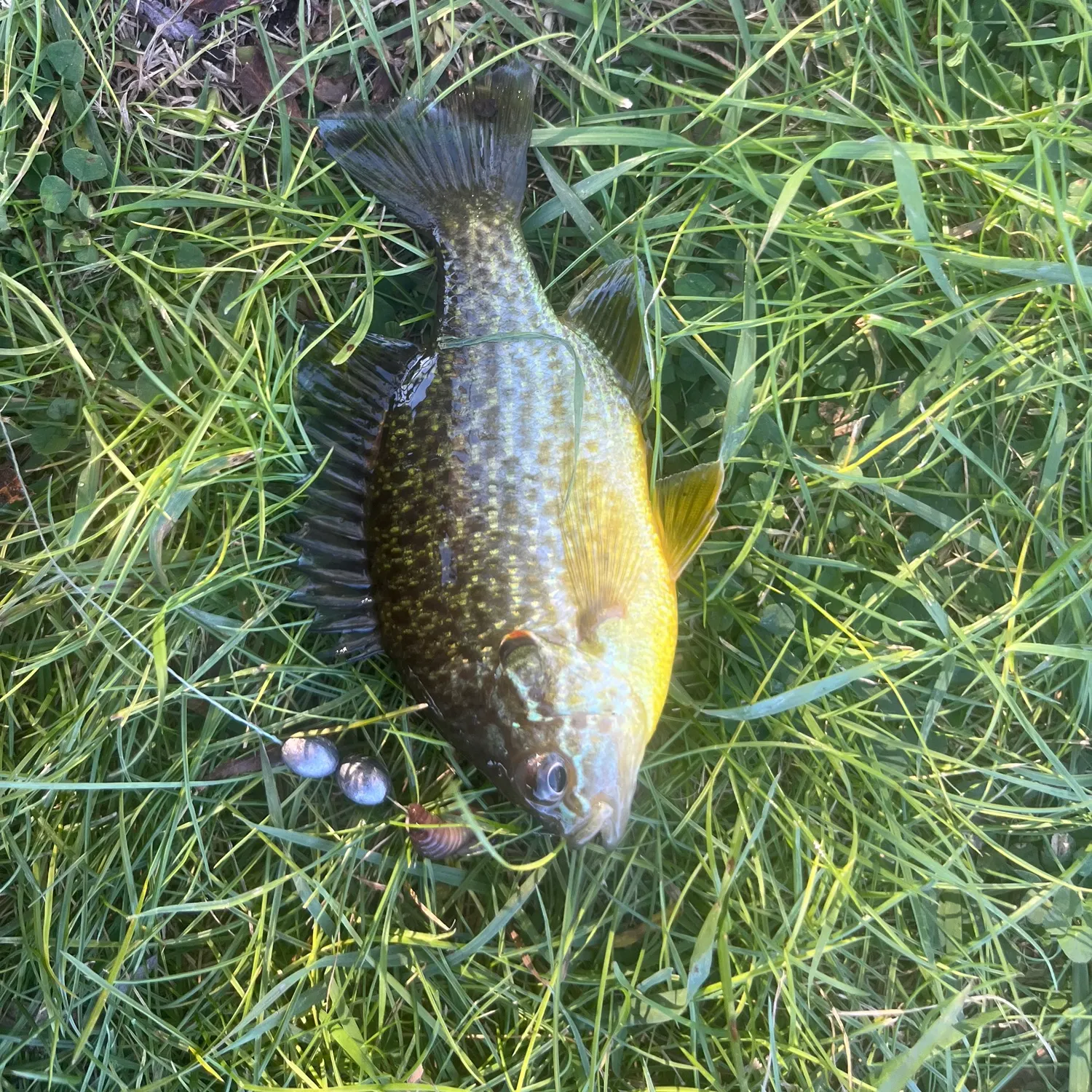 Pumpkinseed caught on Fishbrain
