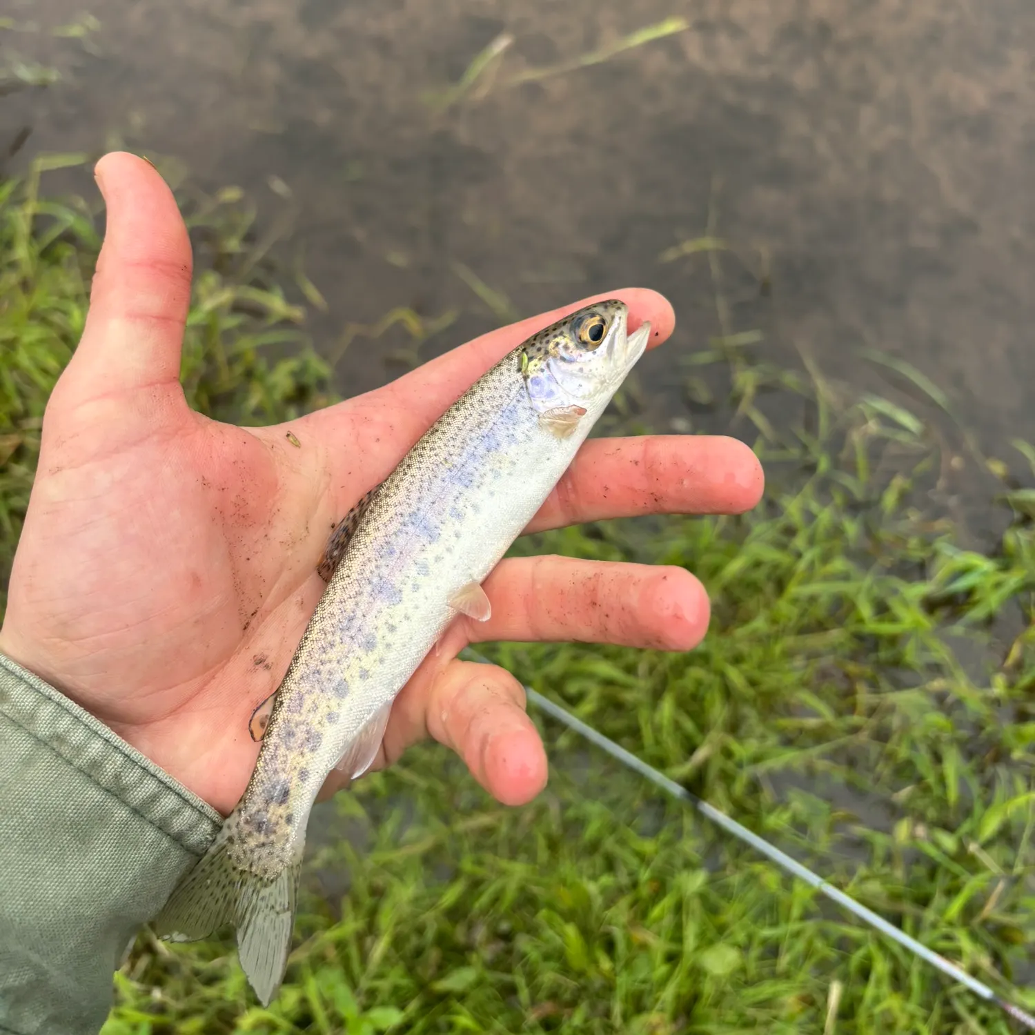 Rainbow trout caught on Fishbrain