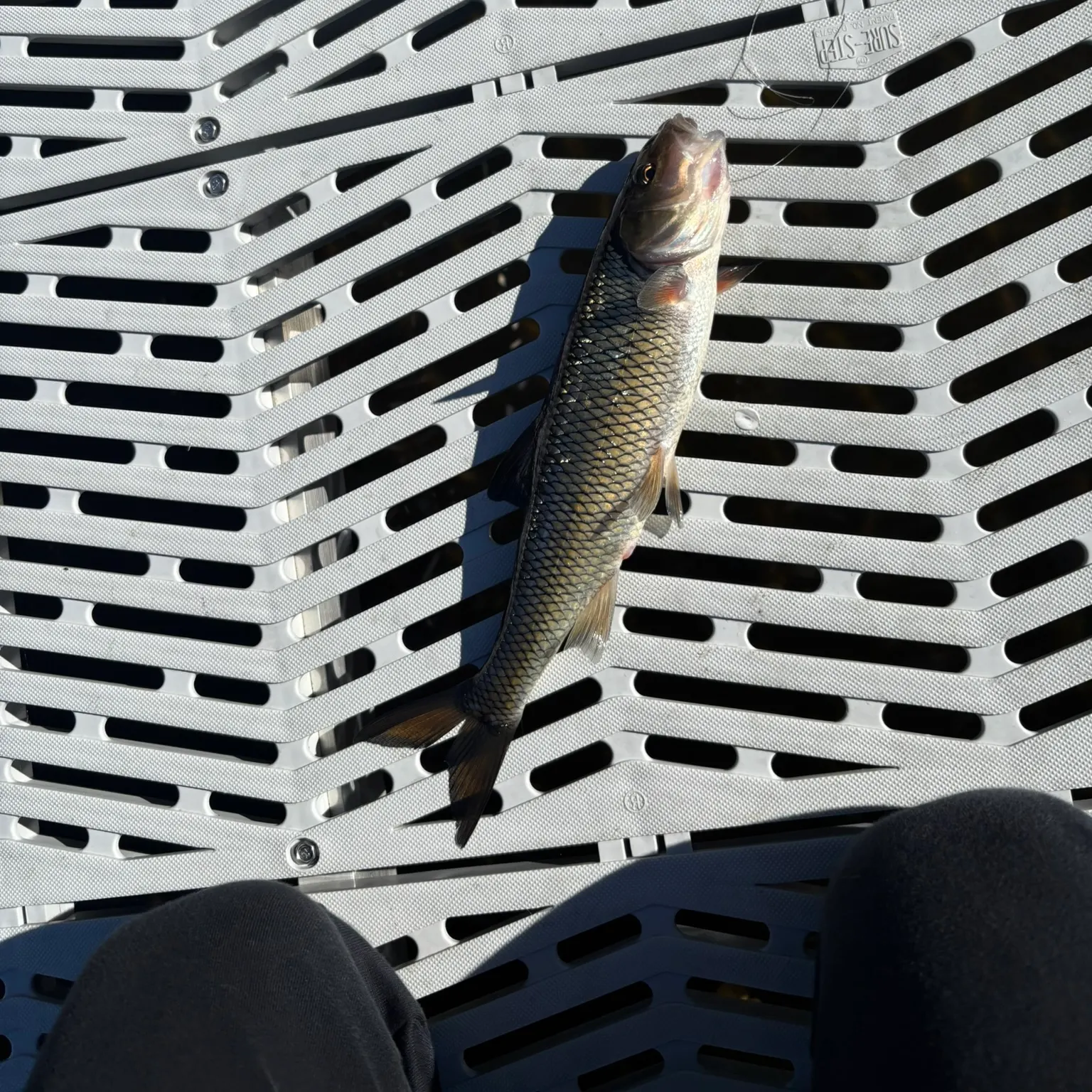 The most recent Fallfish catches on Fishbrain