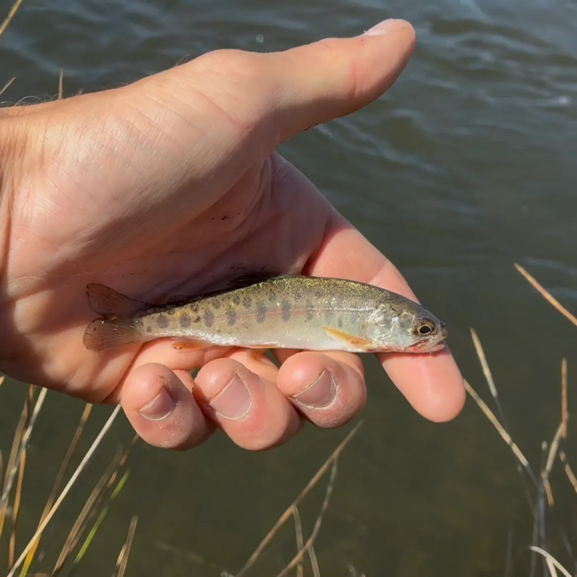 Golden trout caught on Fishbrain