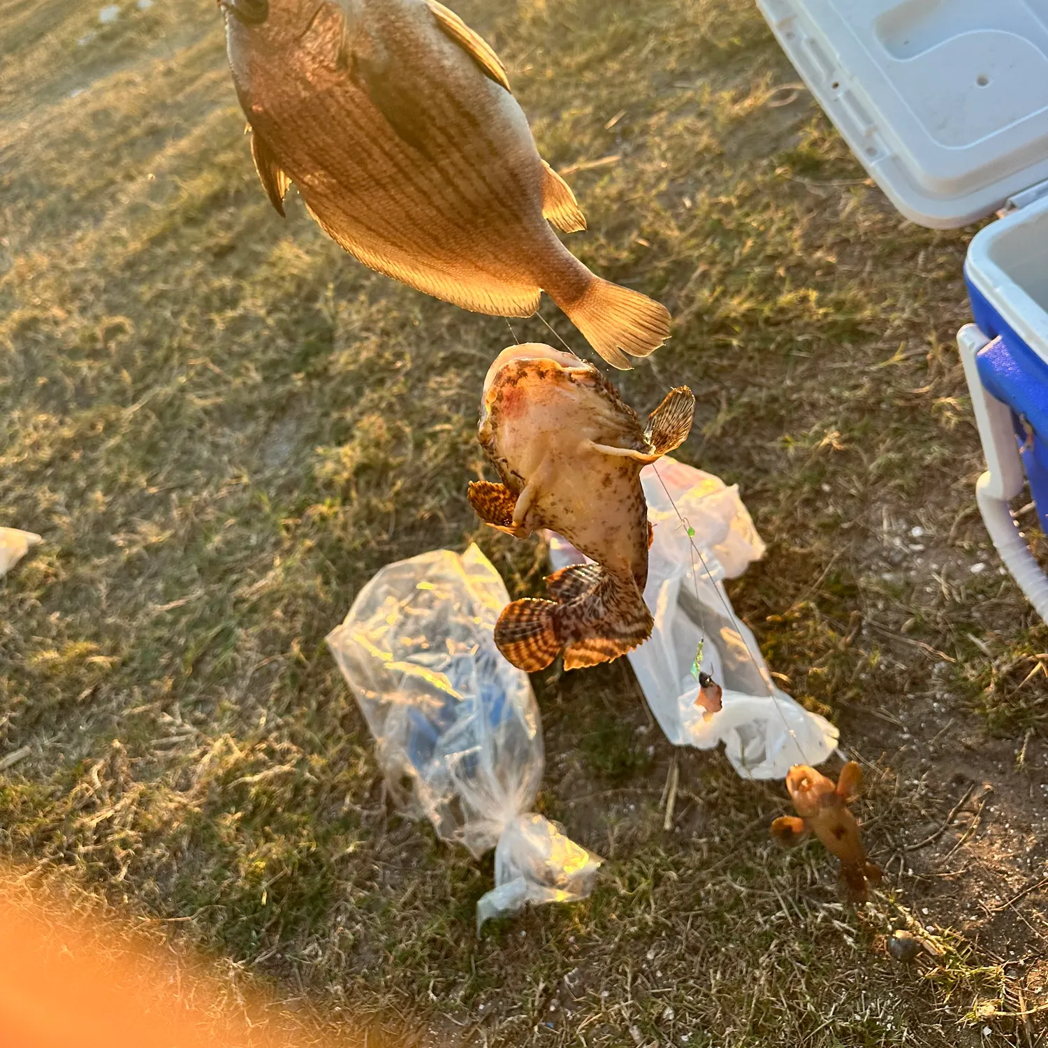 The most recent Highhat catches on Fishbrain