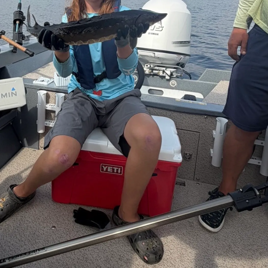 The most recent Atlantic sturgeon catches on Fishbrain