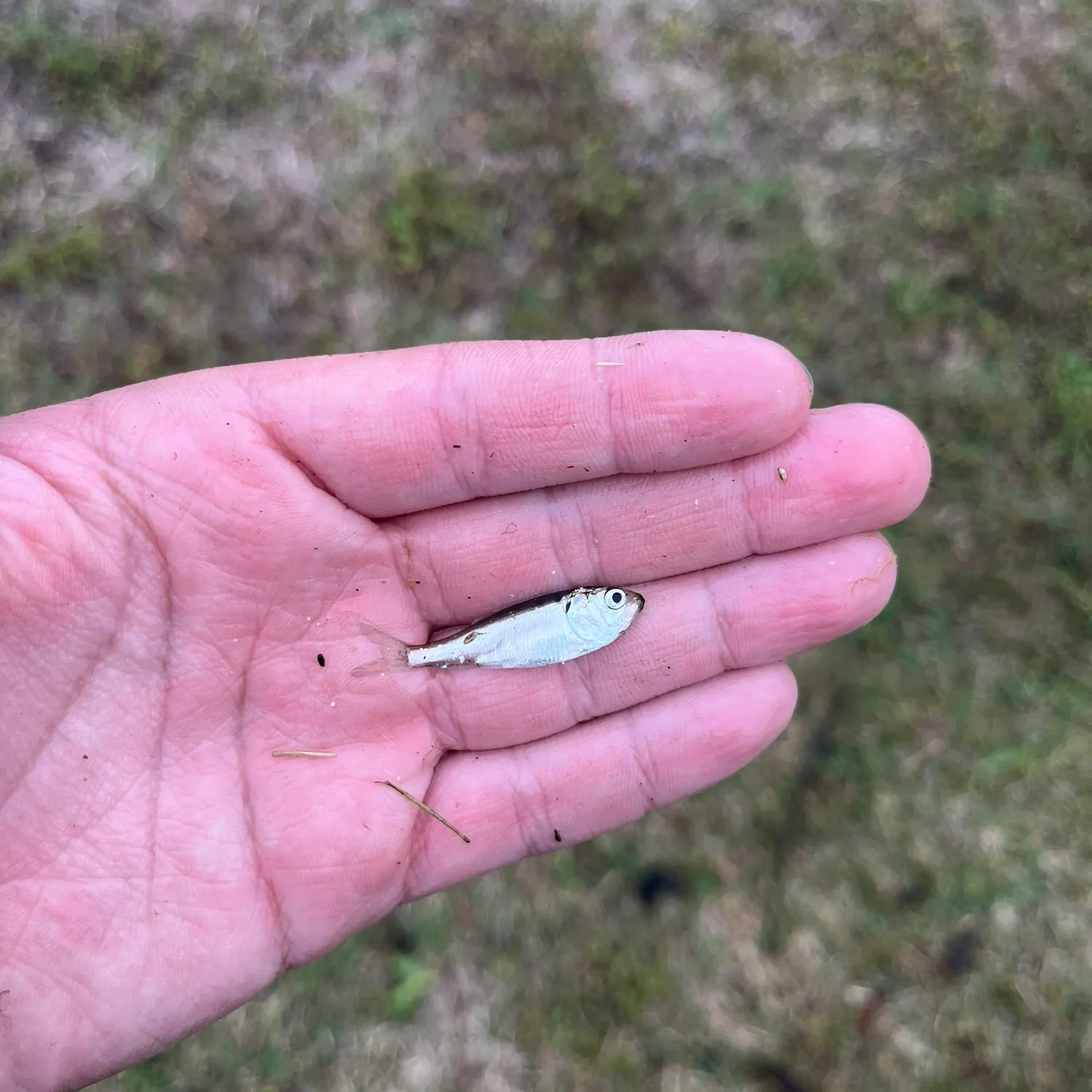 The most recent Atlantic menhaden catches on Fishbrain