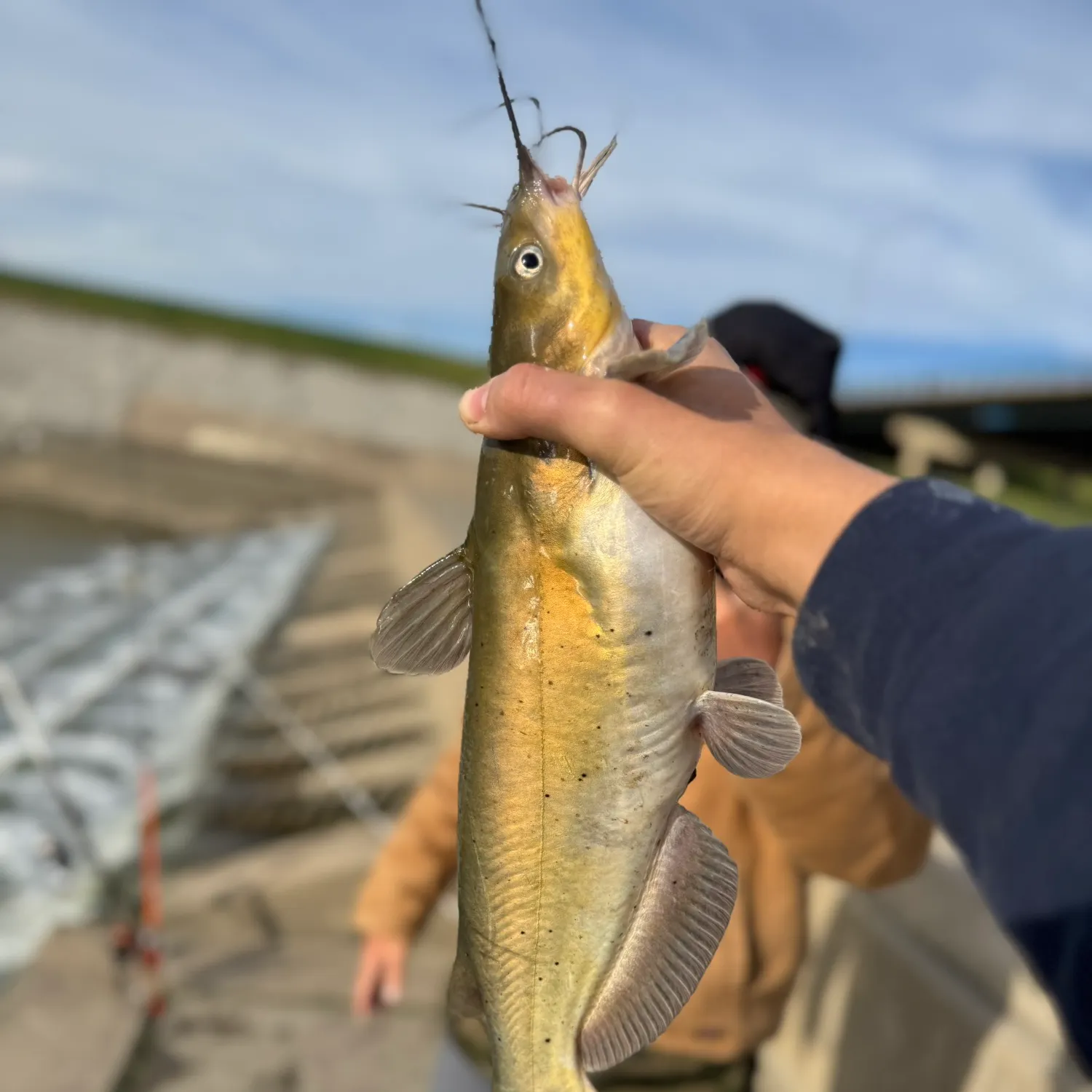 The most recent Channel catfish catches on Fishbrain