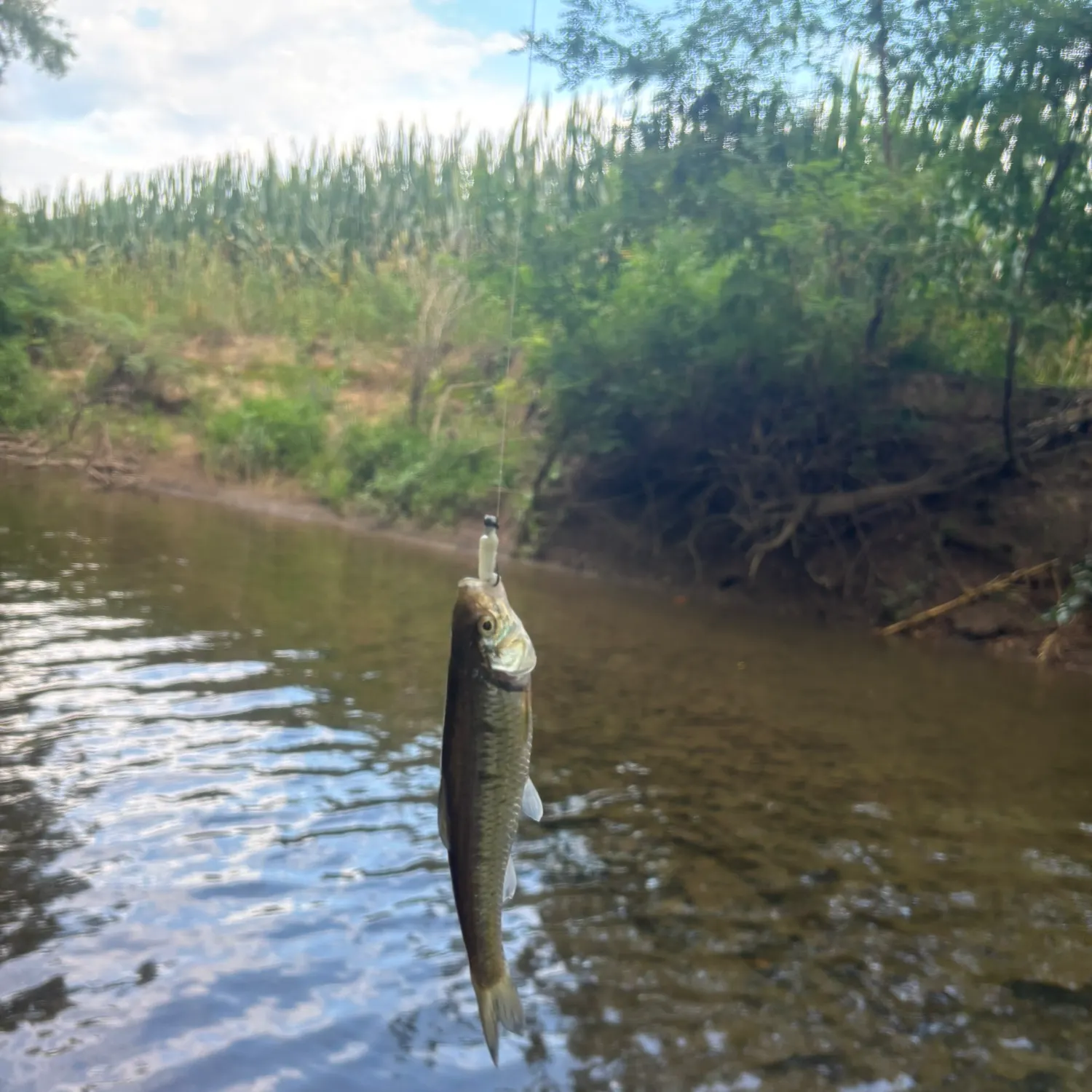 Creek chub caught on Fishbrain