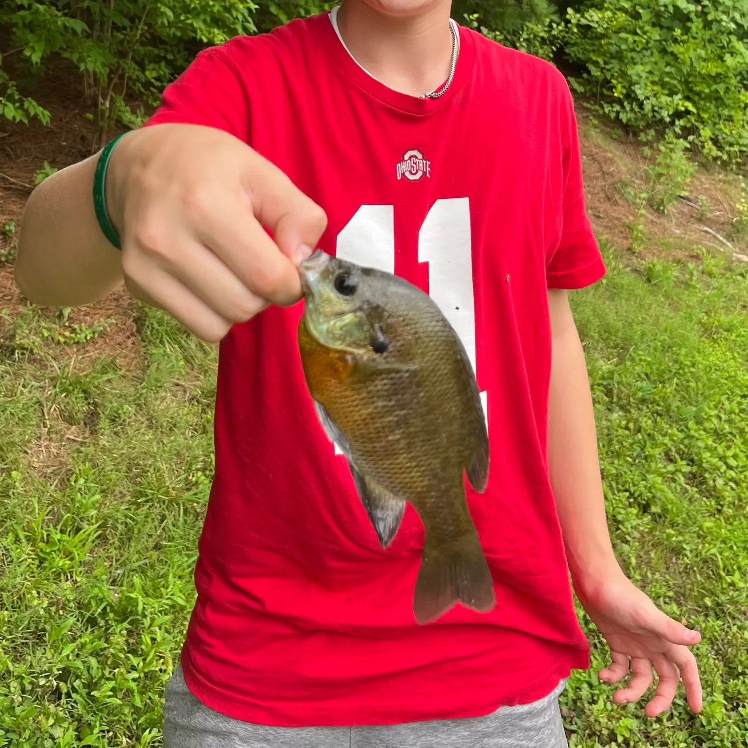 Bluegill caught on Fishbrain