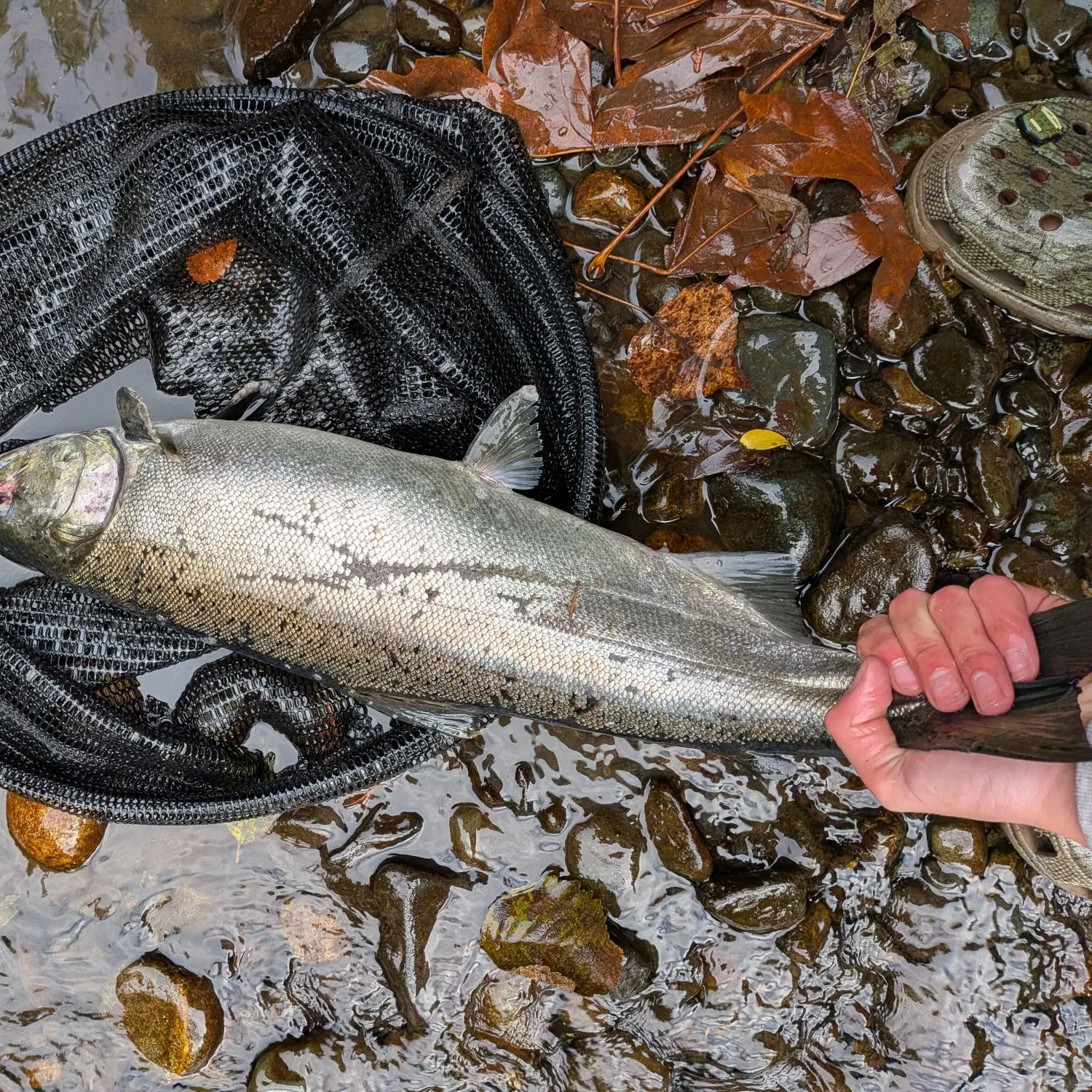 Coho salmon caught on Fishbrain