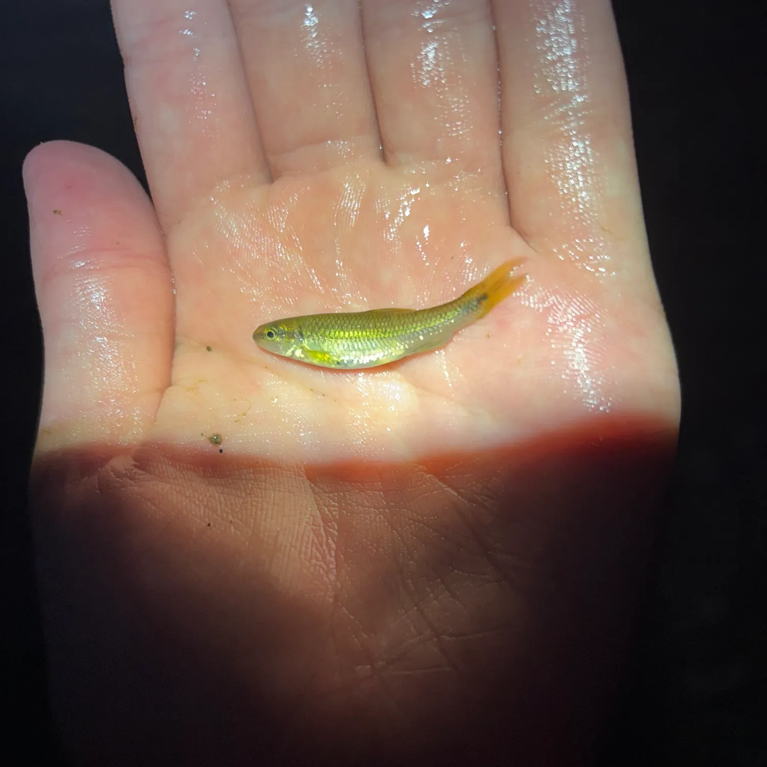 The most recent River chub catches on Fishbrain