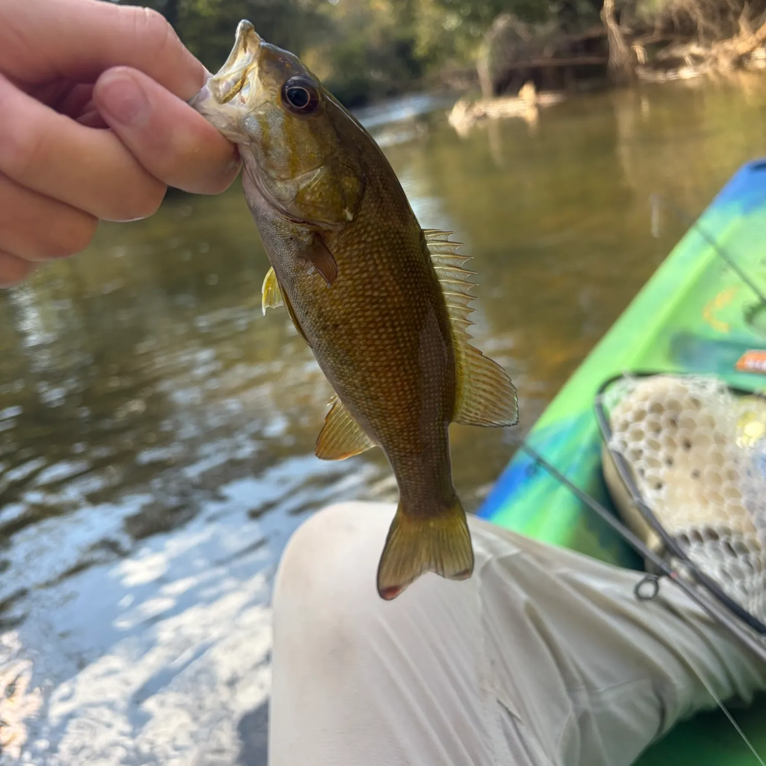 Smallmouth bass caught on Fishbrain
