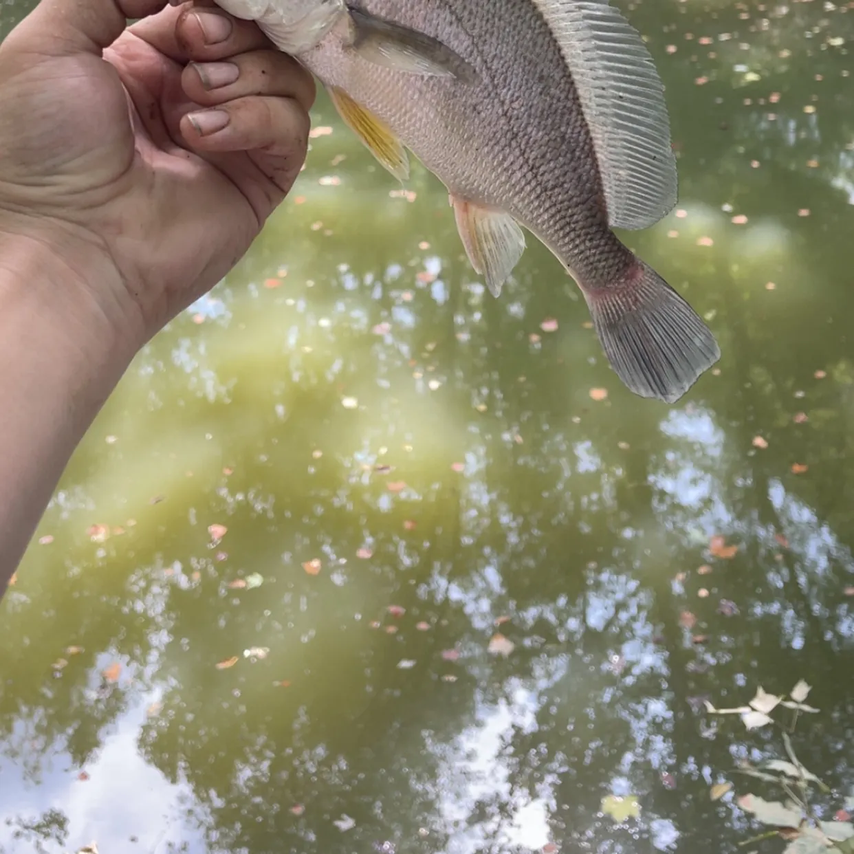 Freshwater drum caught on Fishbrain