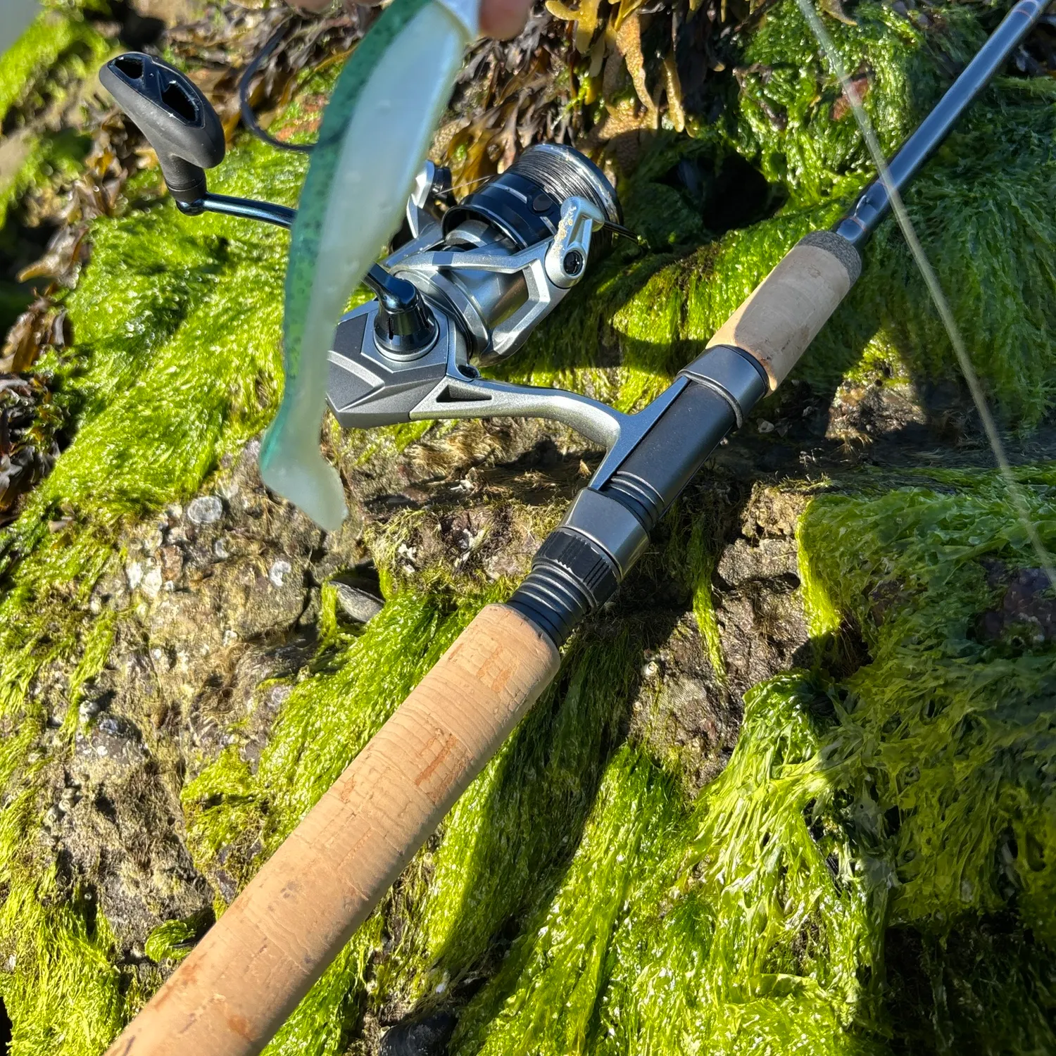 The most recent Striped bass catches on Fishbrain