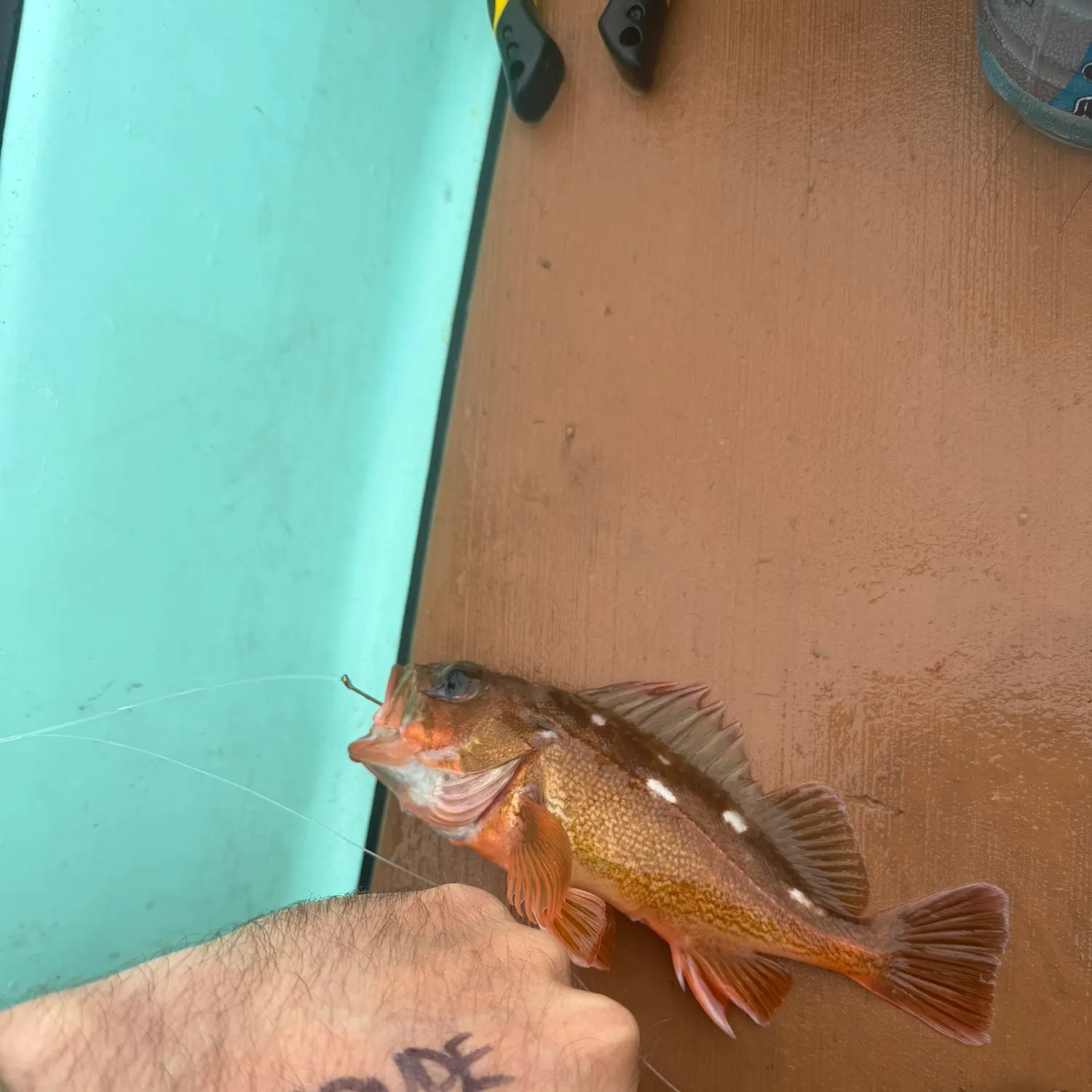The most recent Honeycomb rockfish catches on Fishbrain