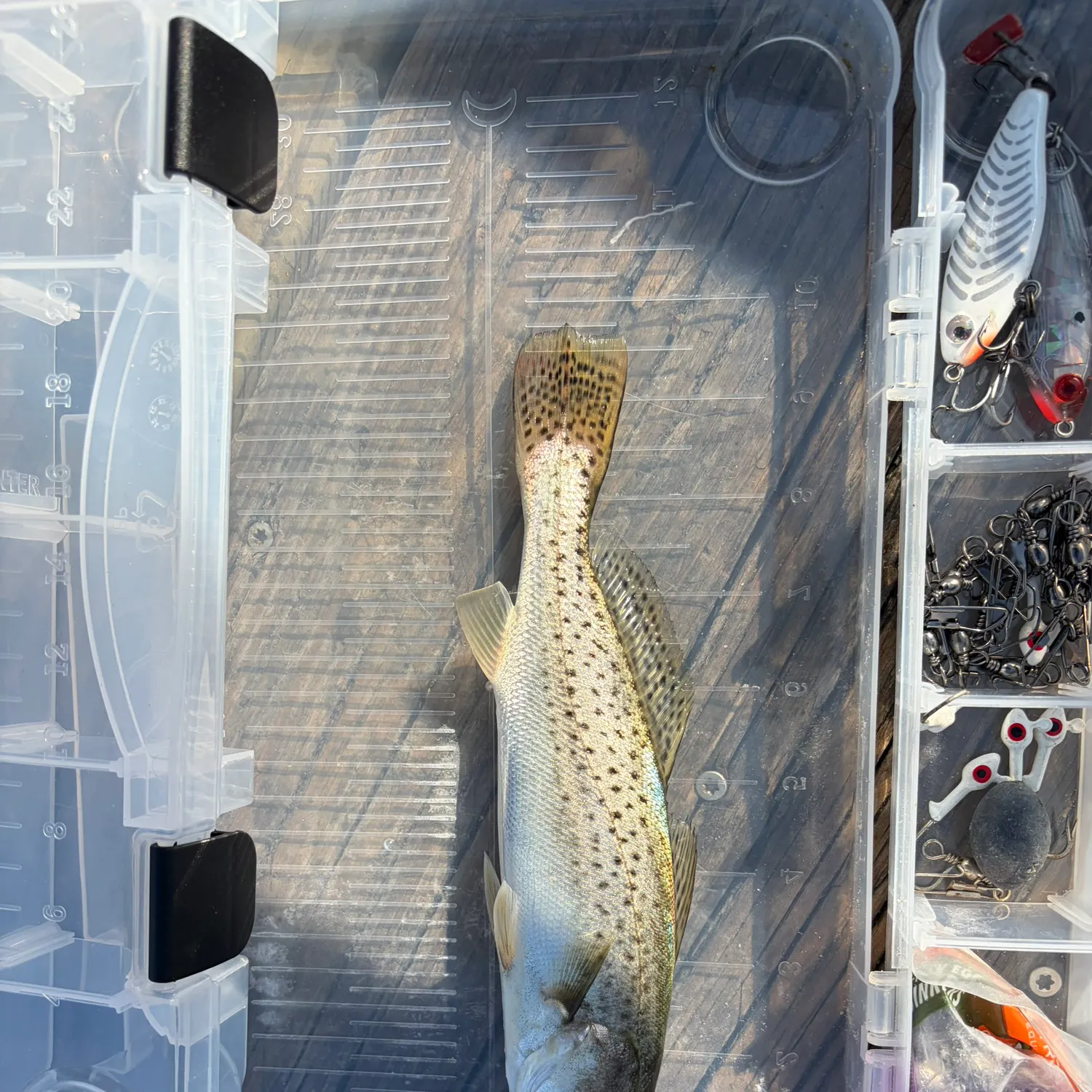 Spotted seatrout caught on Fishbrain