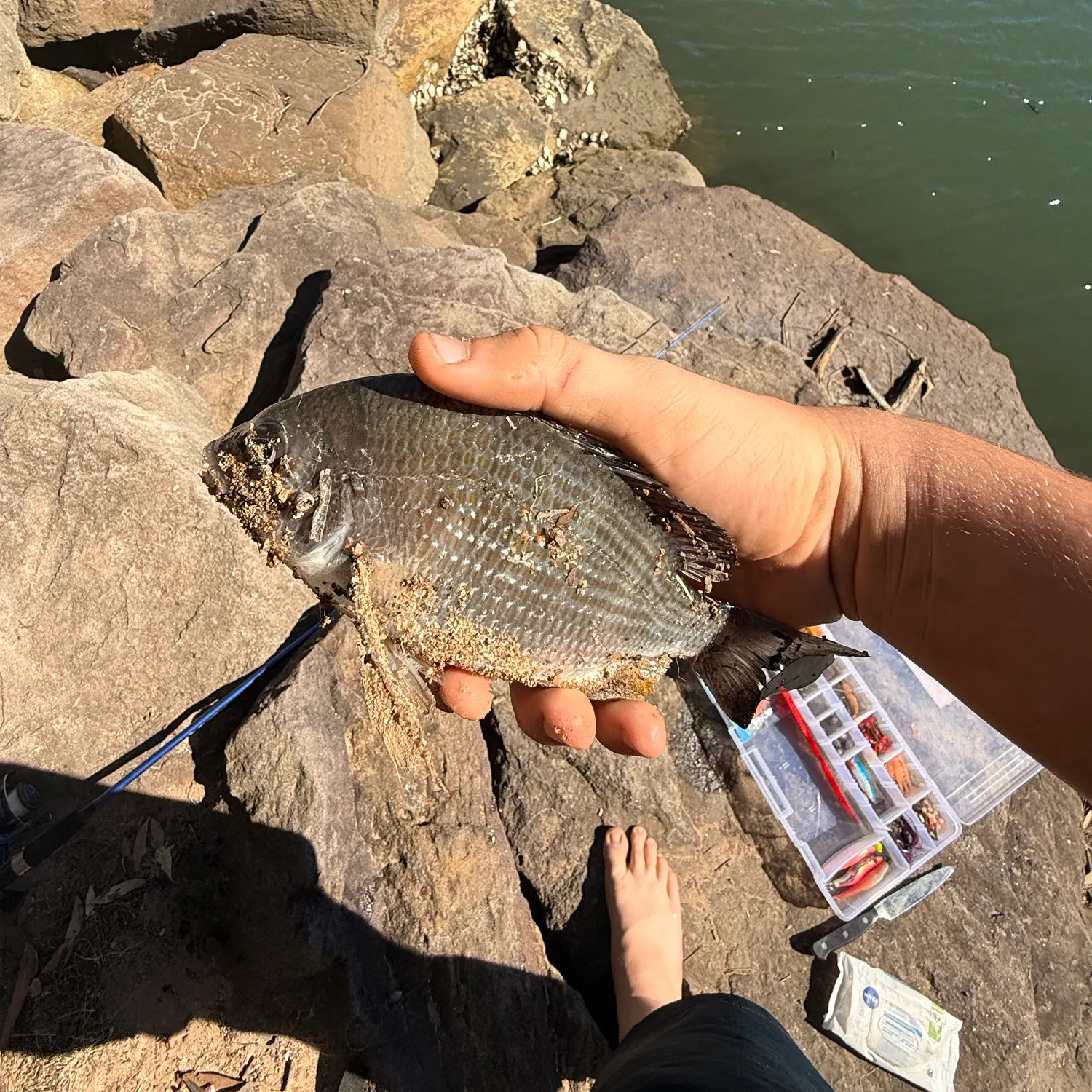 Southern black bream caught on Fishbrain