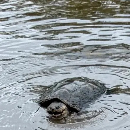 The most recent Common snapping turtle catches on Fishbrain