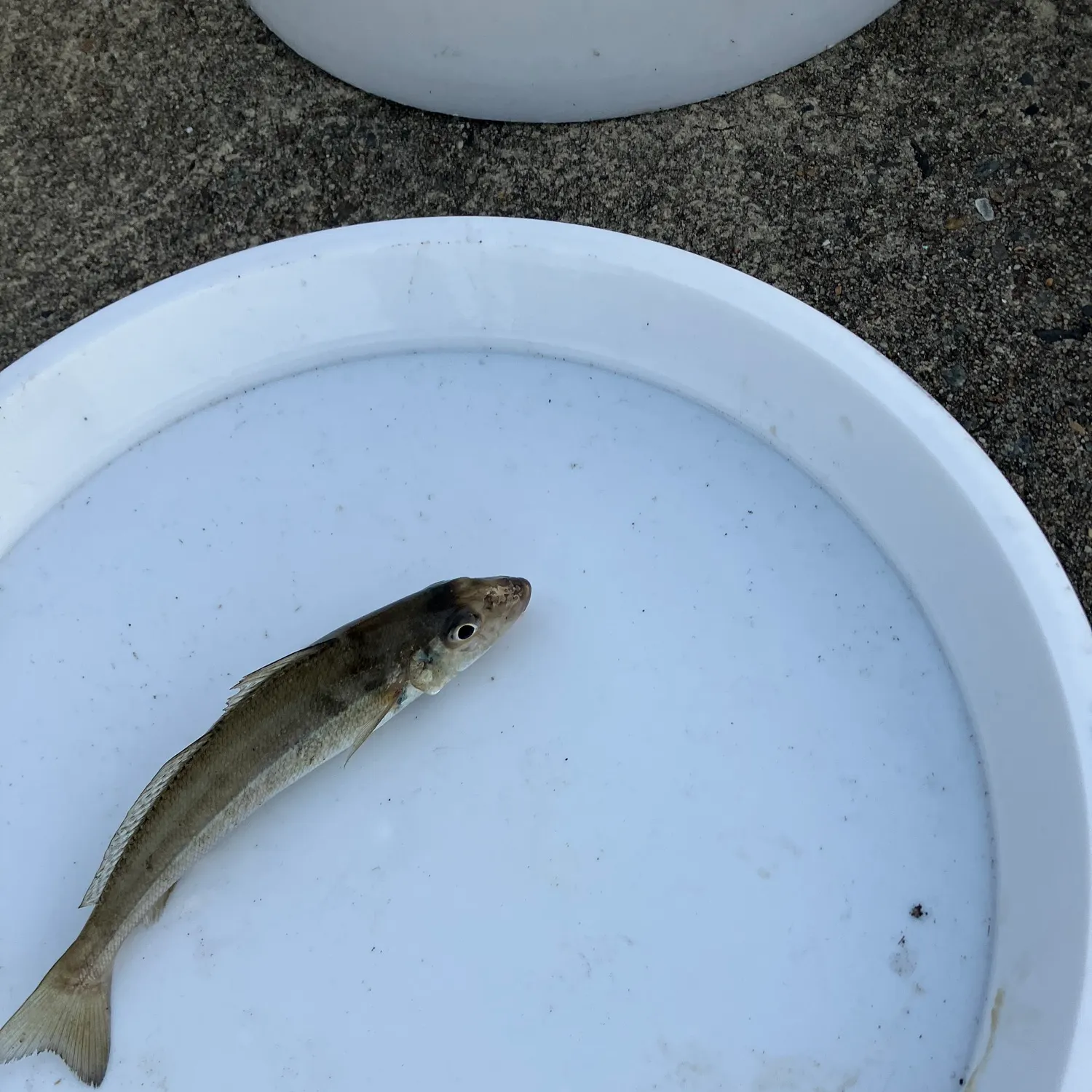The most recent Sand sillago catches on Fishbrain