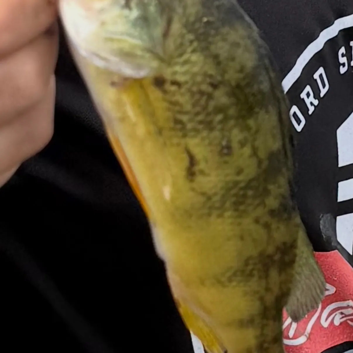 Yellow perch caught on Fishbrain