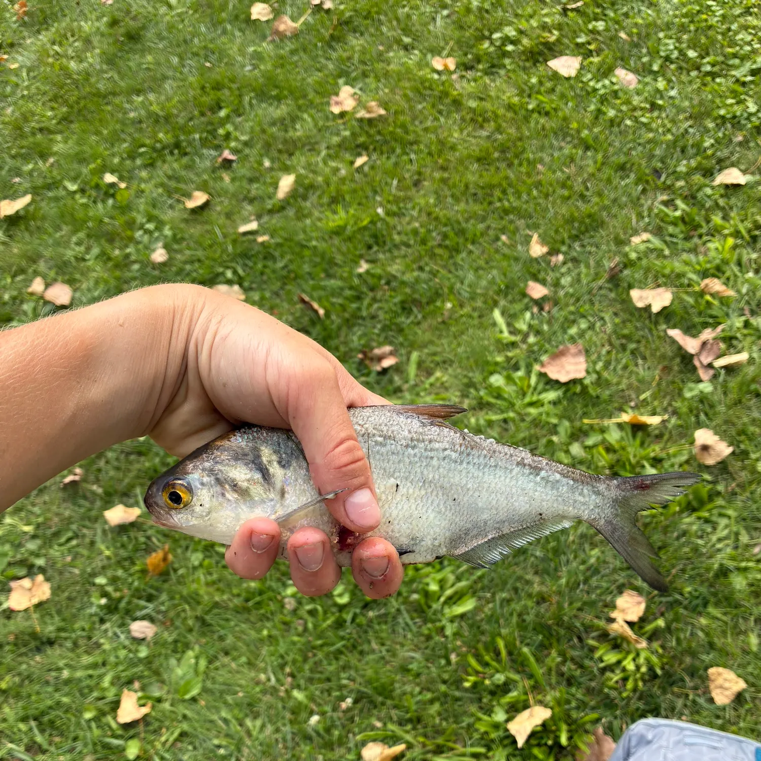 American gizzard shad caught on Fishbrain