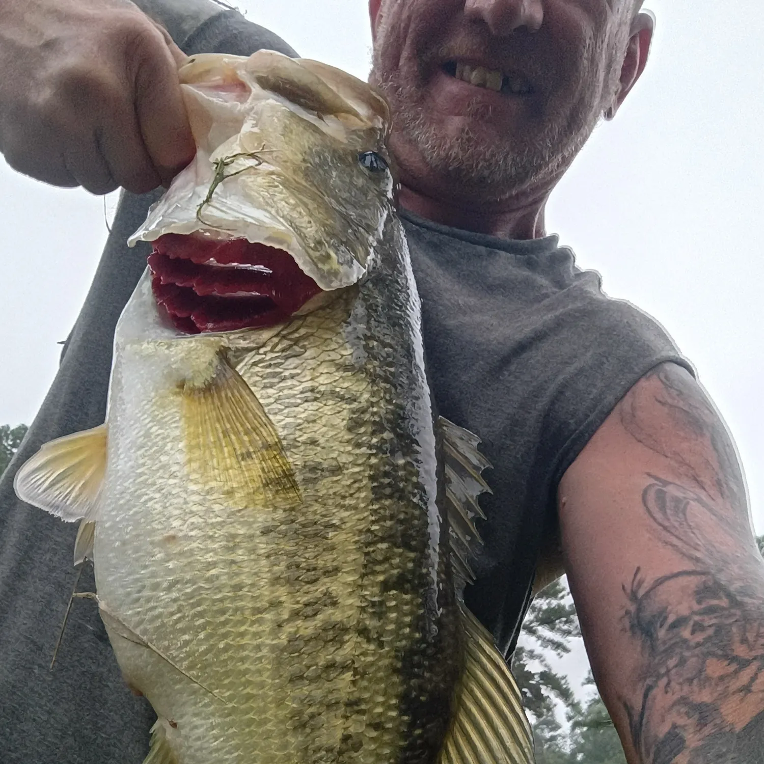 Largemouth bass caught on Fishbrain