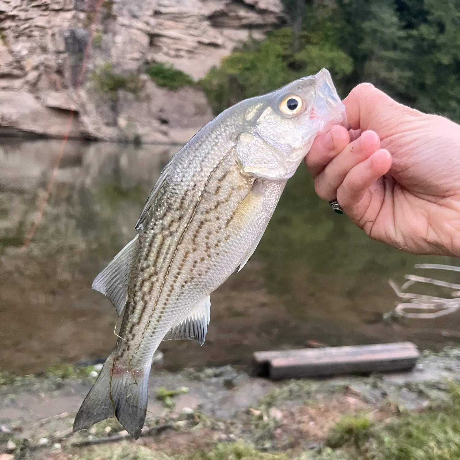 Wiper caught on Fishbrain
