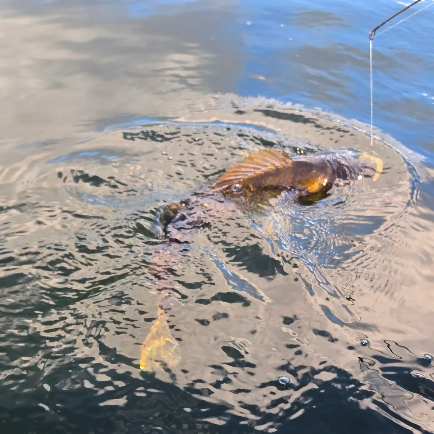 Walleye caught on Fishbrain