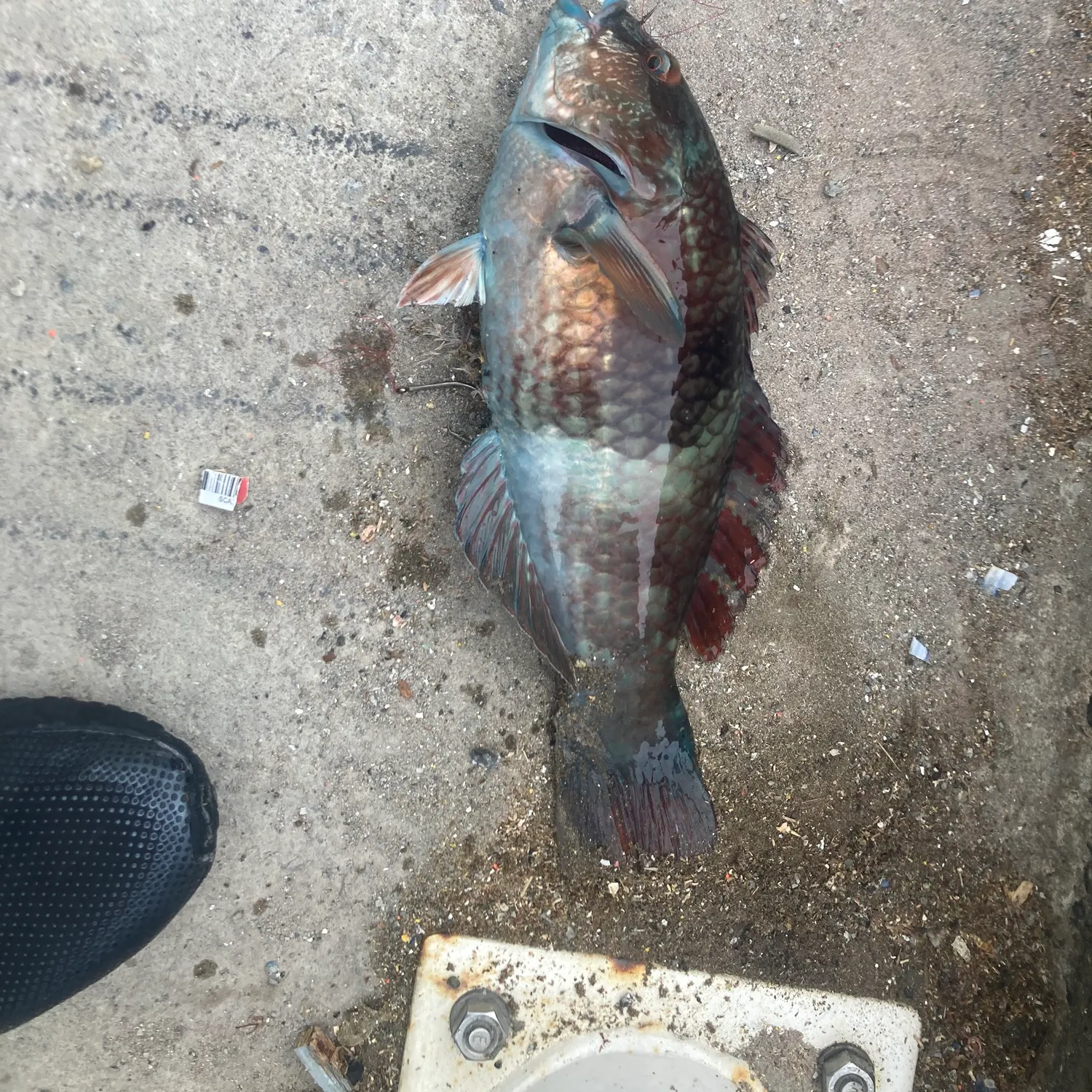The most recent Blue-throated wrasse catches on Fishbrain