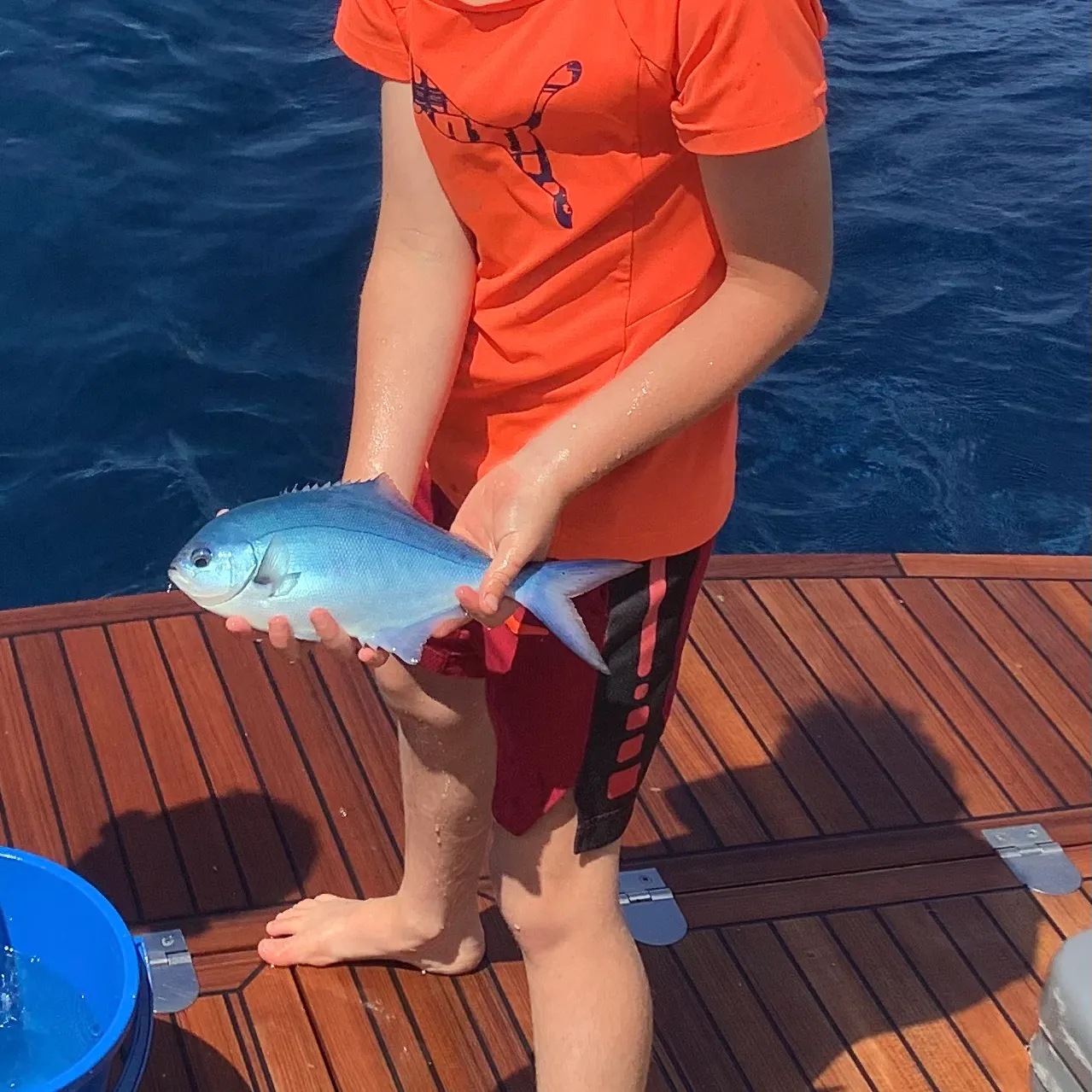 The most recent Blue maomao catches on Fishbrain