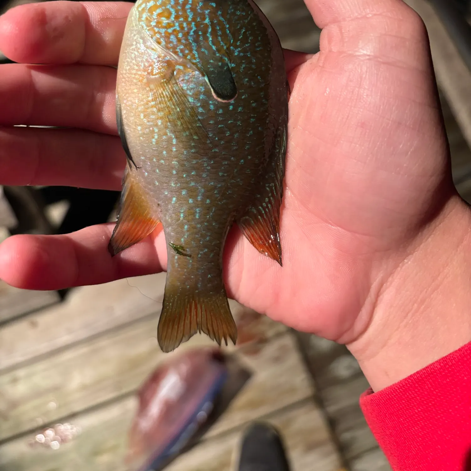 Longear sunfish caught on Fishbrain