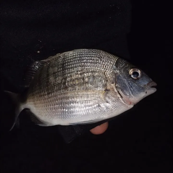 White seabream caught on Fishbrain