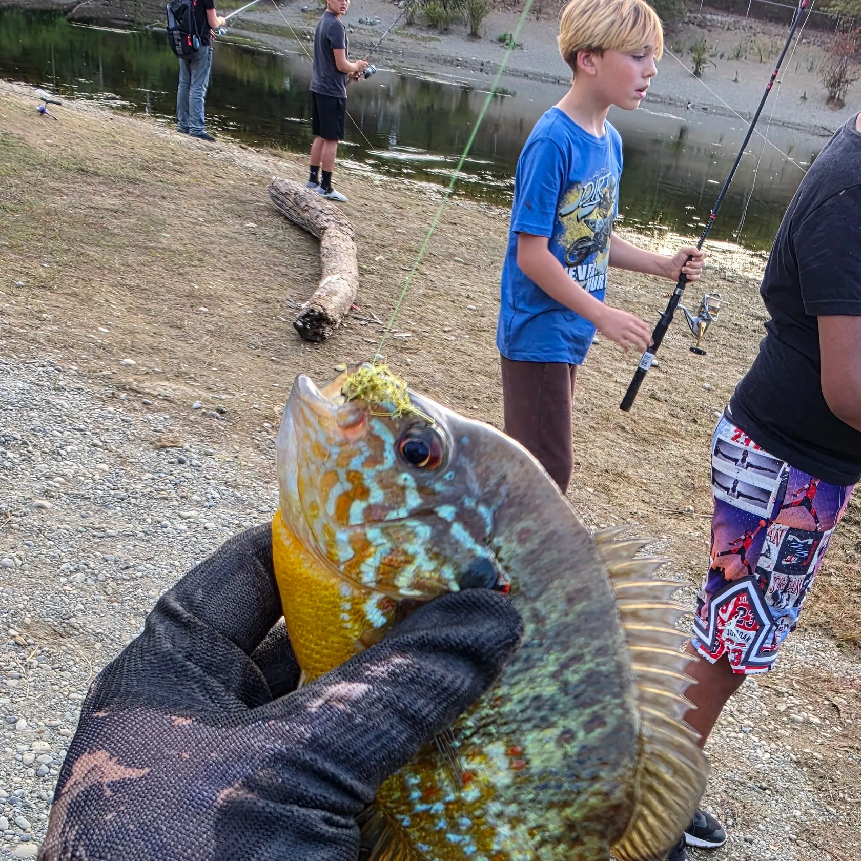 Pumpkinseed caught on Fishbrain