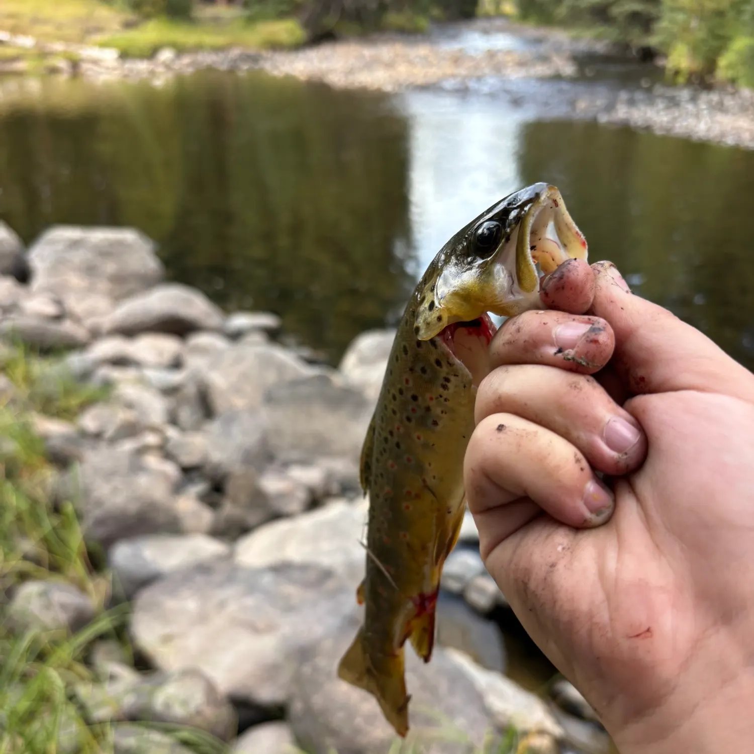Brown trout caught on Fishbrain