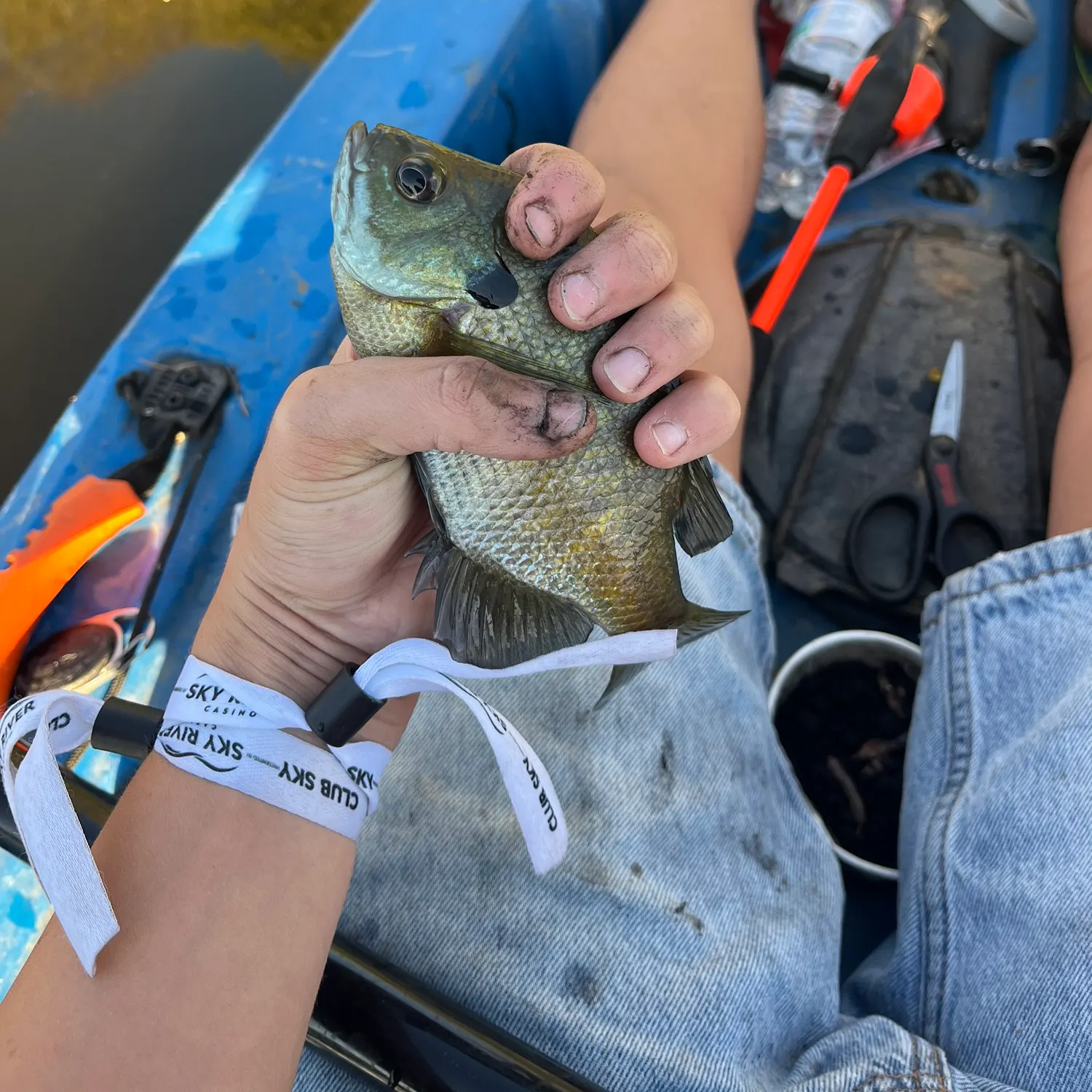 Bluegill caught on Fishbrain