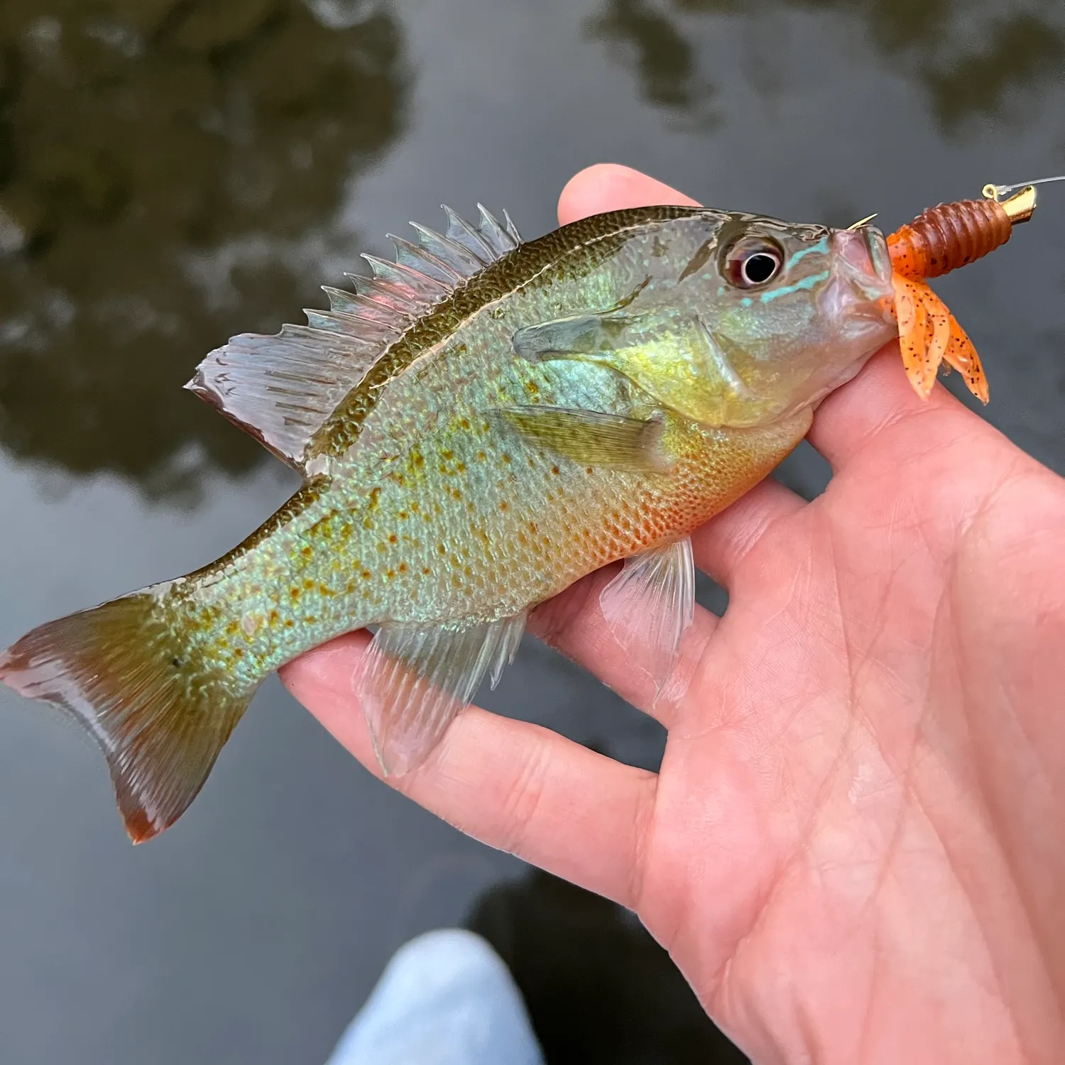 Redbreast sunfish caught on Fishbrain