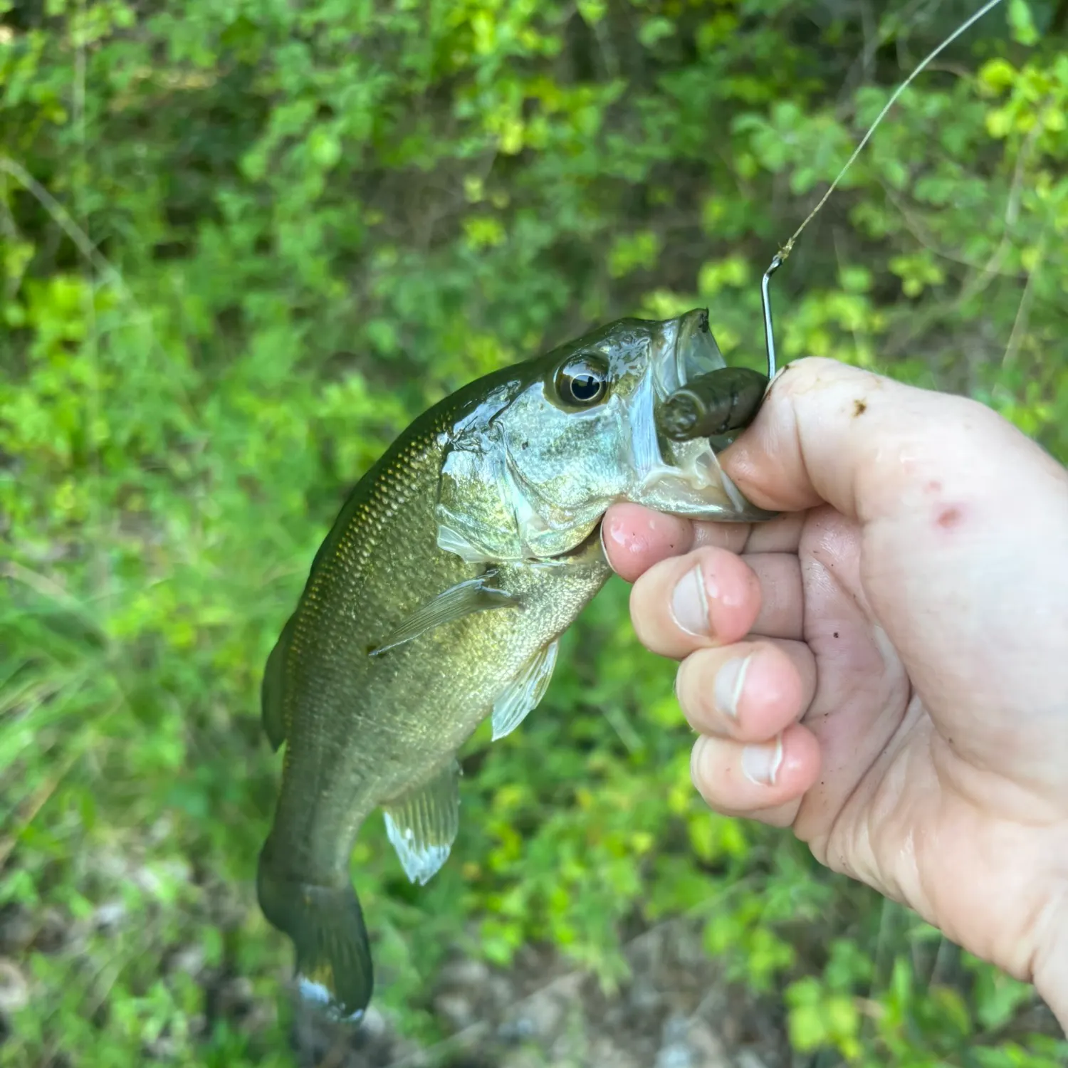 Largemouth bass caught on Fishbrain