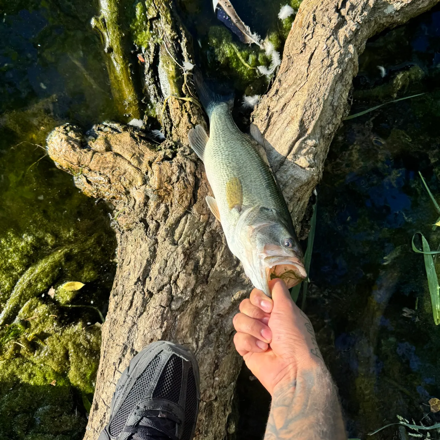catch