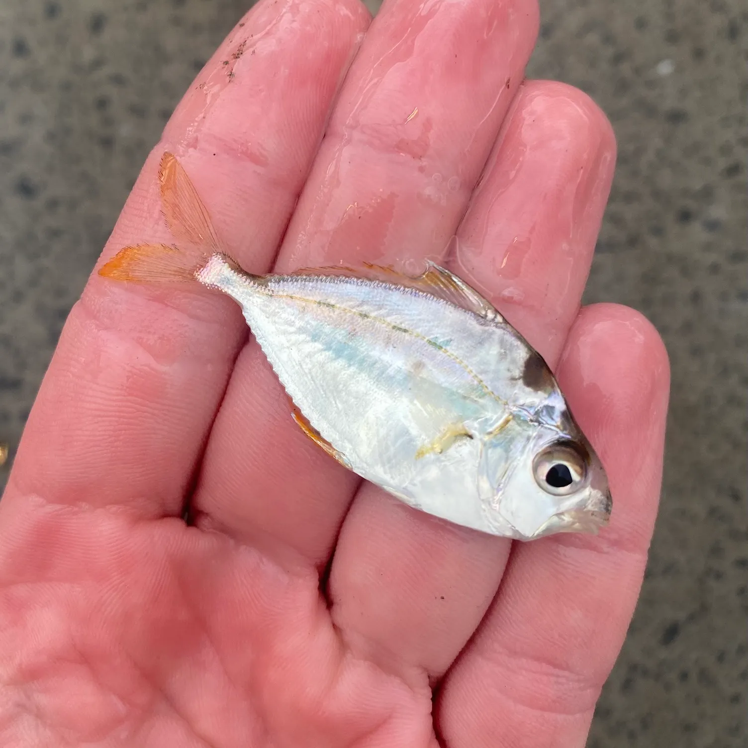 The most recent Spotnape ponyfish catches on Fishbrain