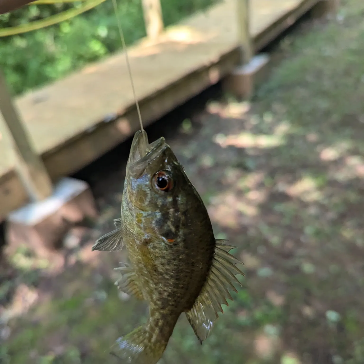 Warmouth caught on Fishbrain