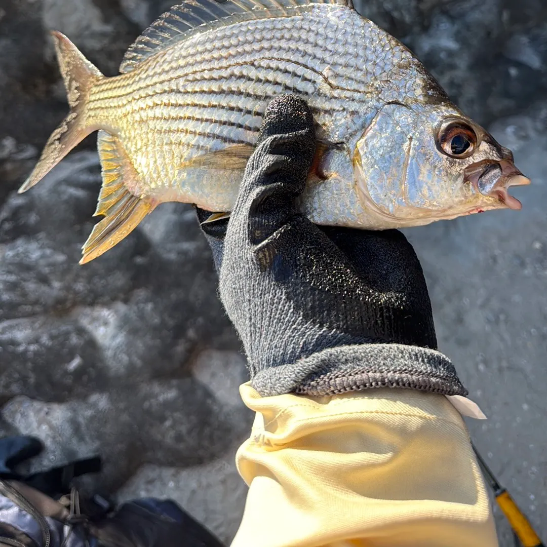The most recent Striped mojarra catches on Fishbrain
