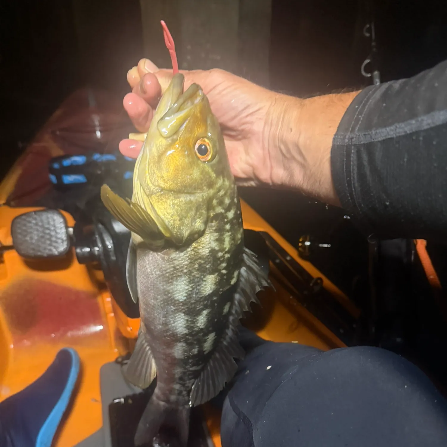 Kelp bass caught on Fishbrain