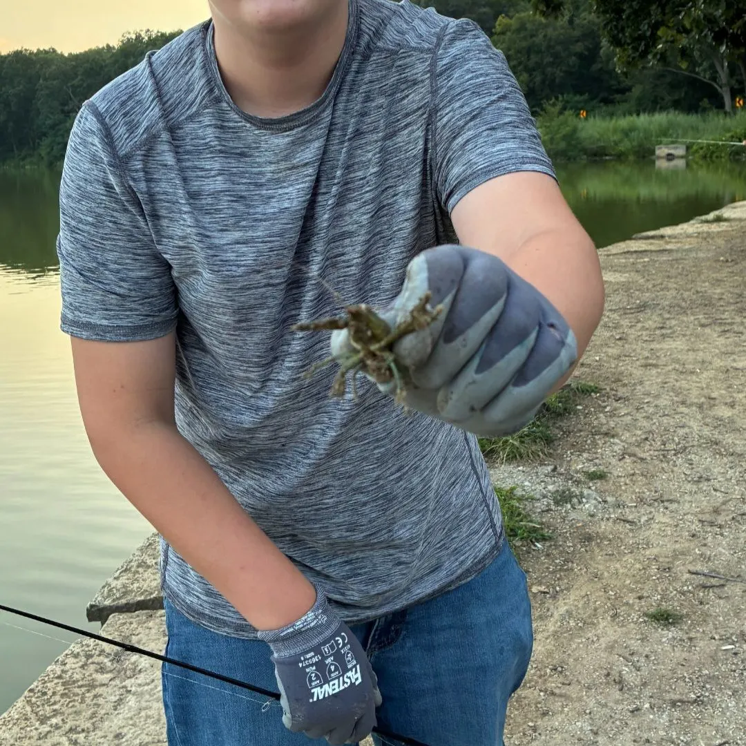 The most recent Rusty crayfish catches on Fishbrain
