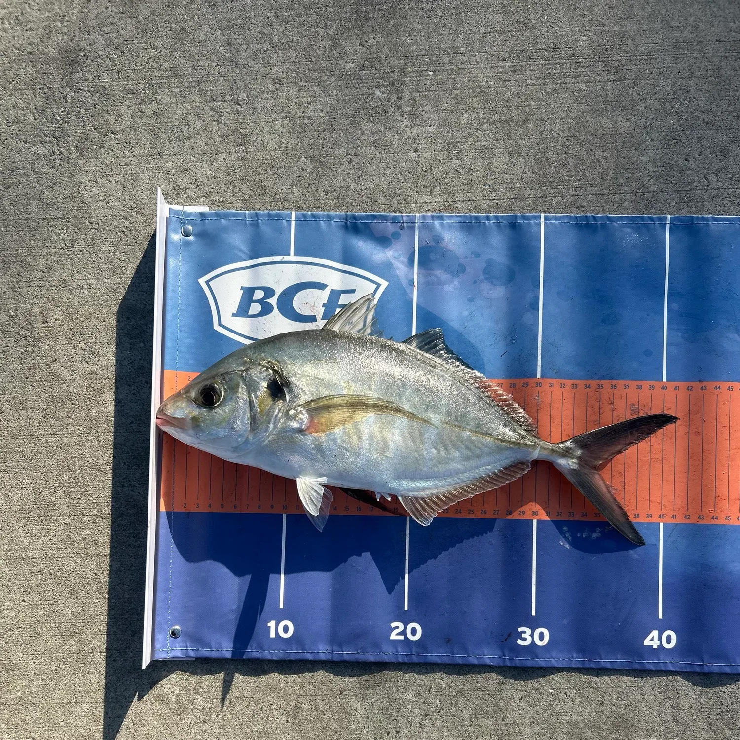 Silver trevally caught on Fishbrain