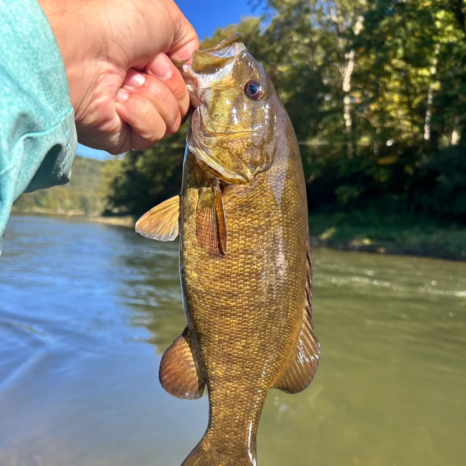 The most recent Smallmouth bass catches on Fishbrain