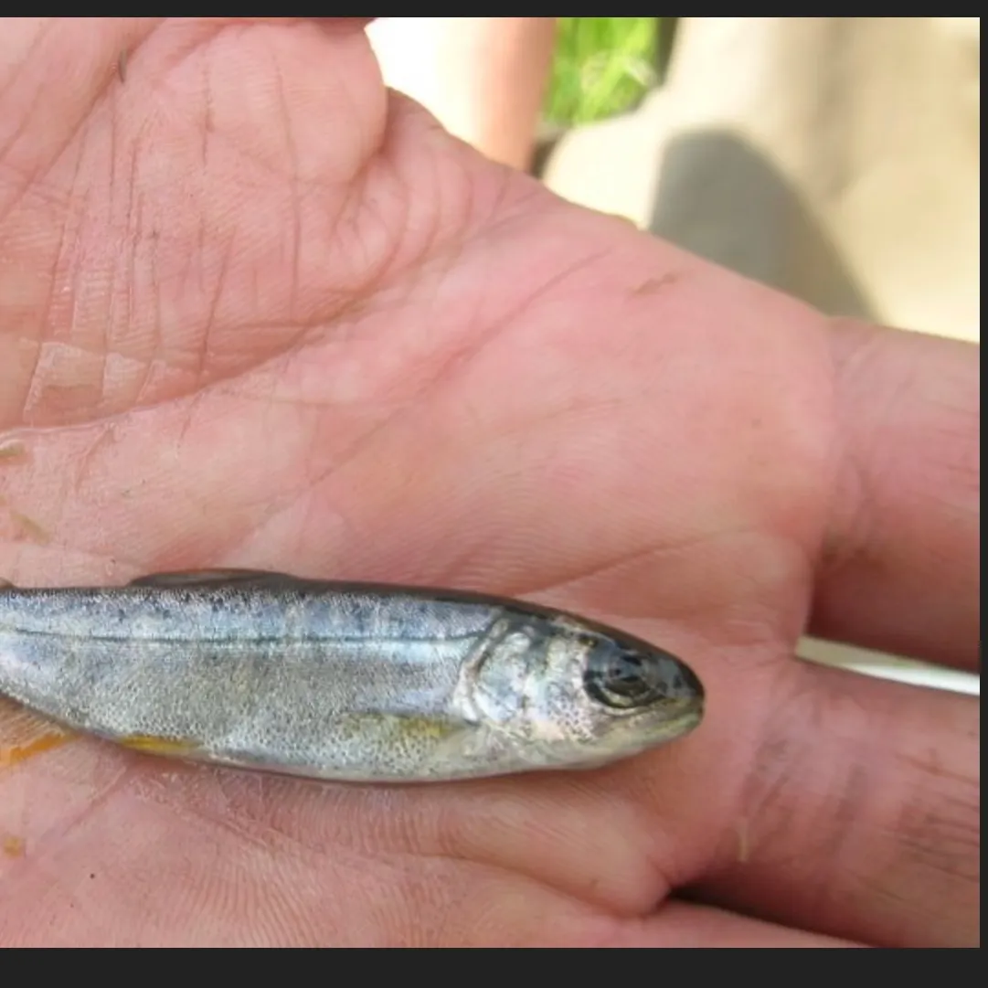 Chinook salmon caught on Fishbrain